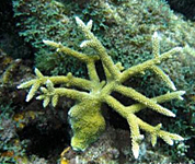 Coral Cuerno de Alce 