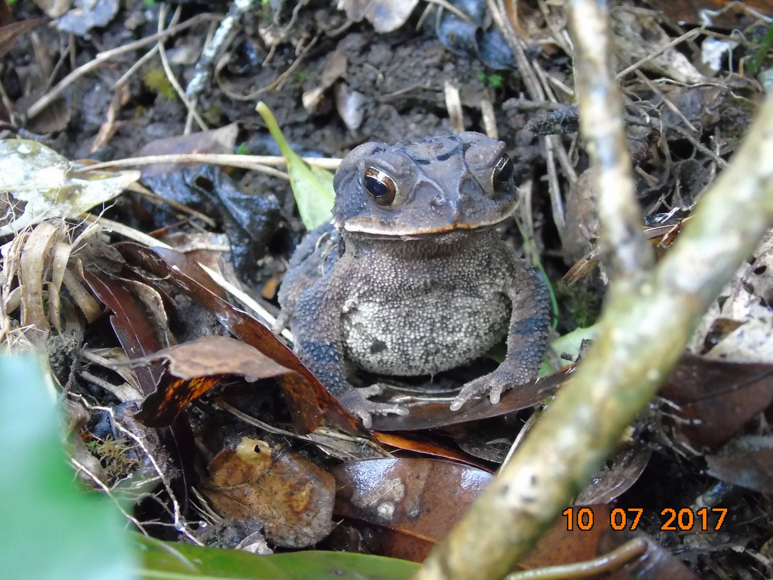 Los Mármoles