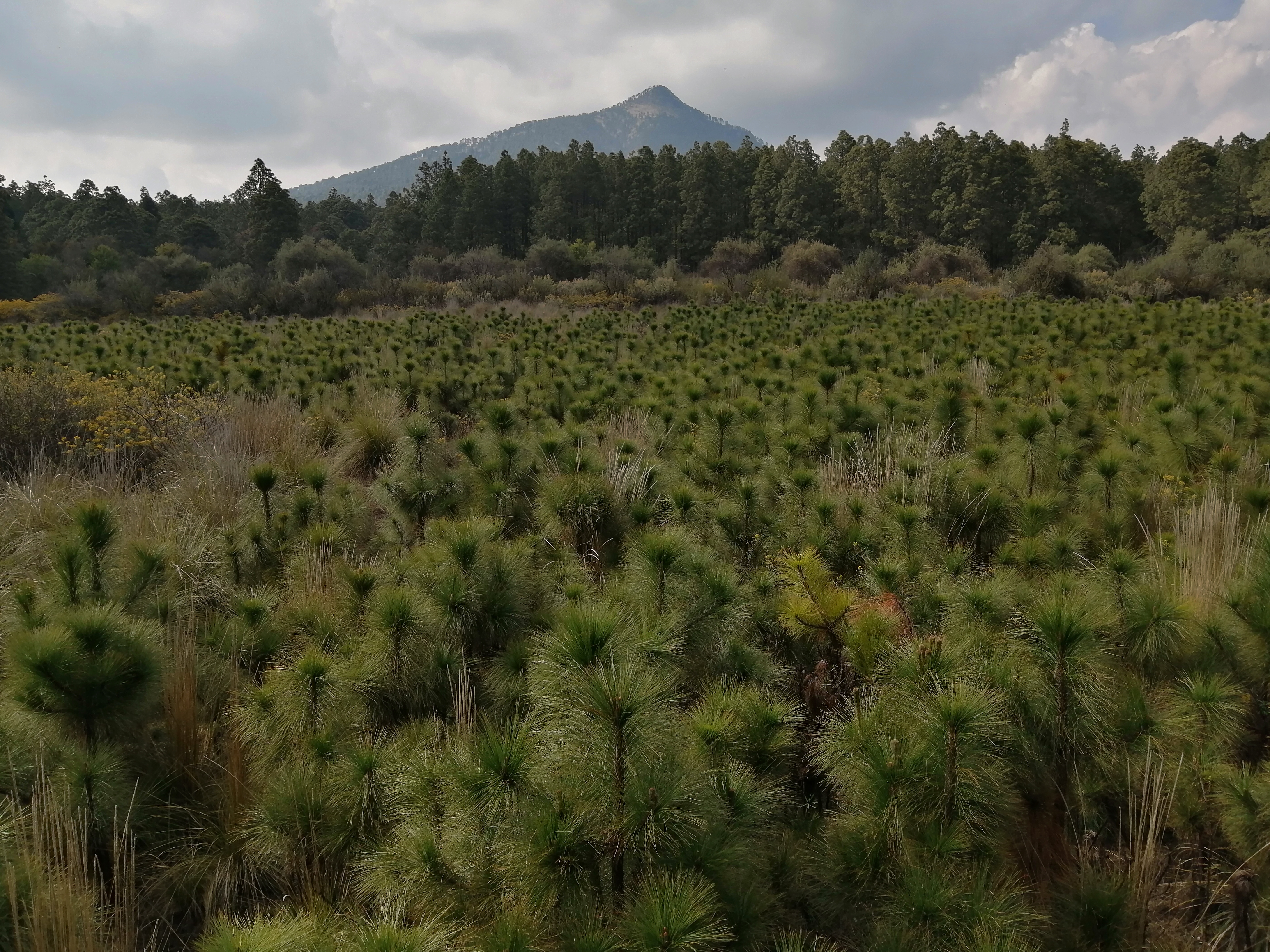 La montaña Malinche o Matlalcuéyatl