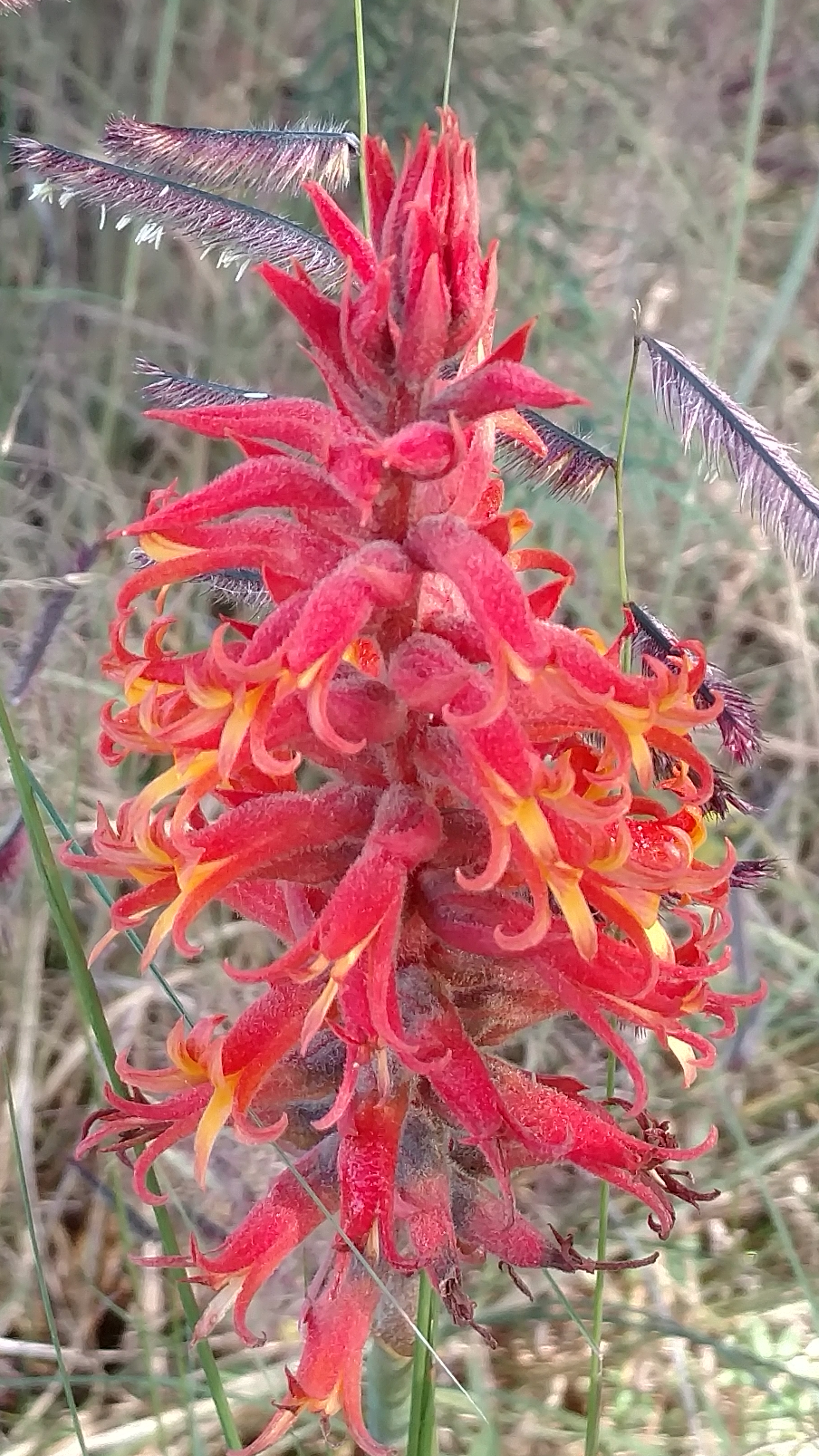 Molino de Flores Netzahualcóyotl