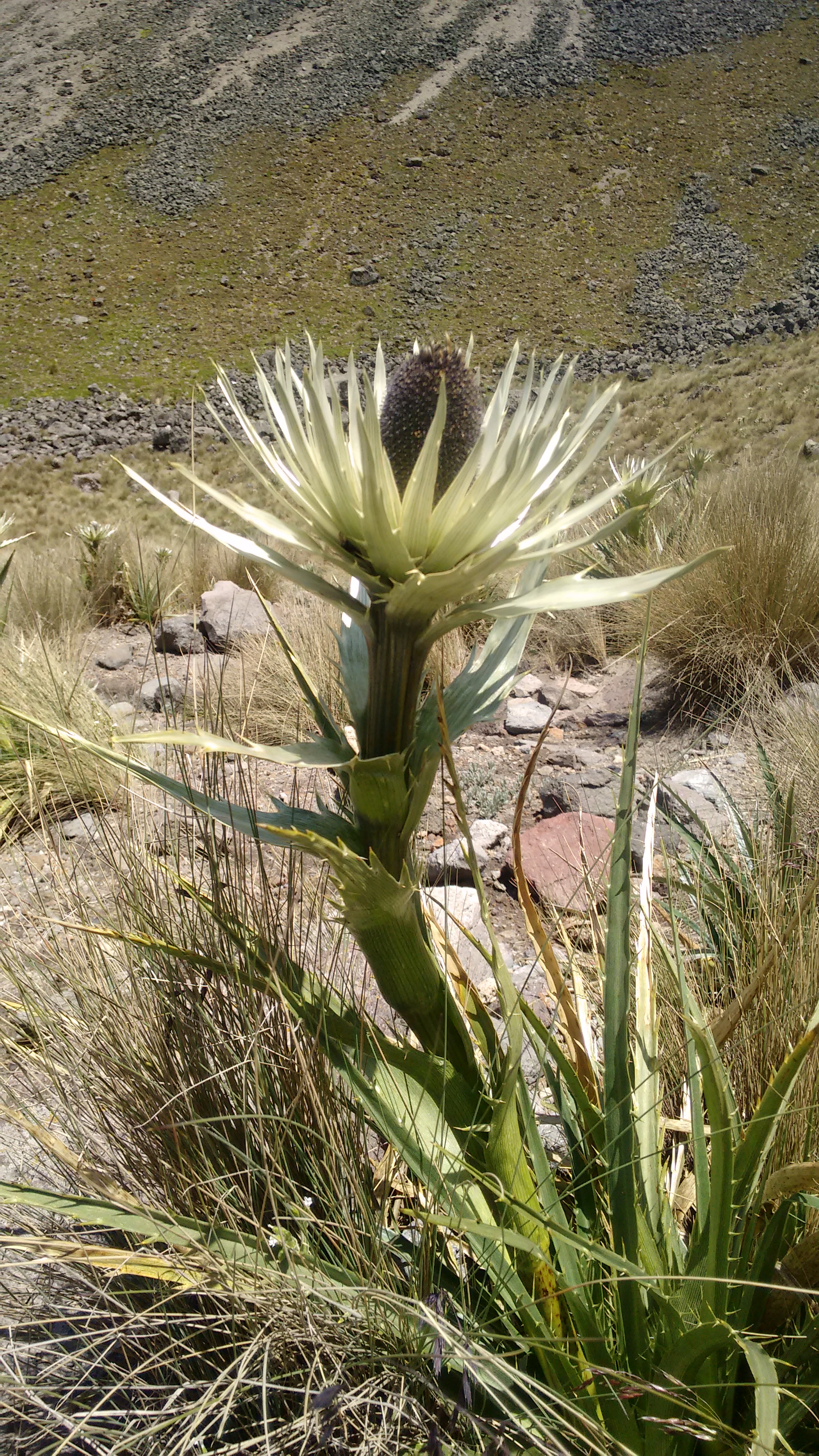 Nevado de Toluca