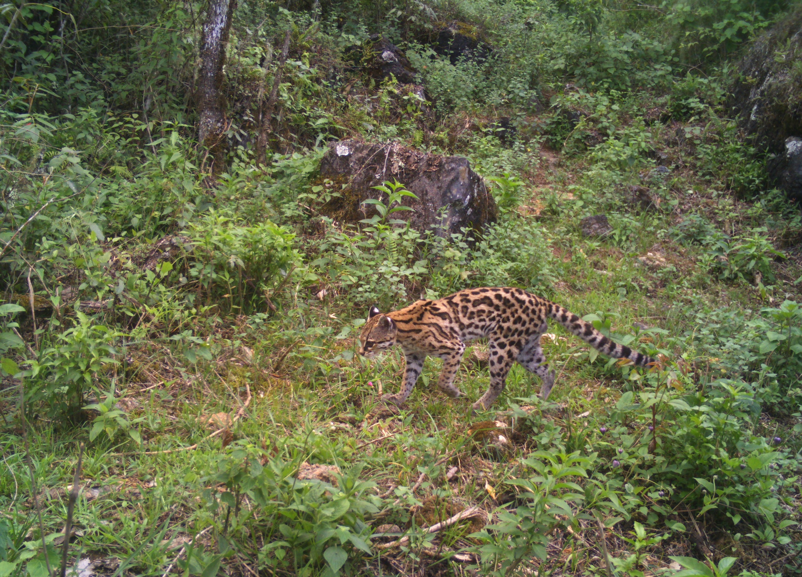 Sierra Gorda de Guanajuato