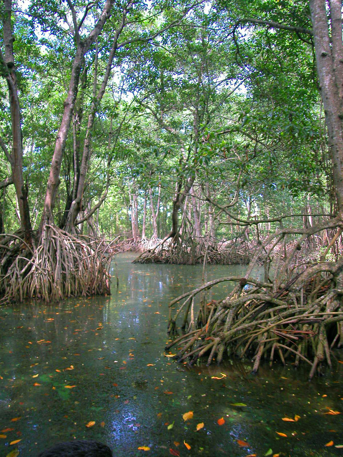 Laguna de Términos