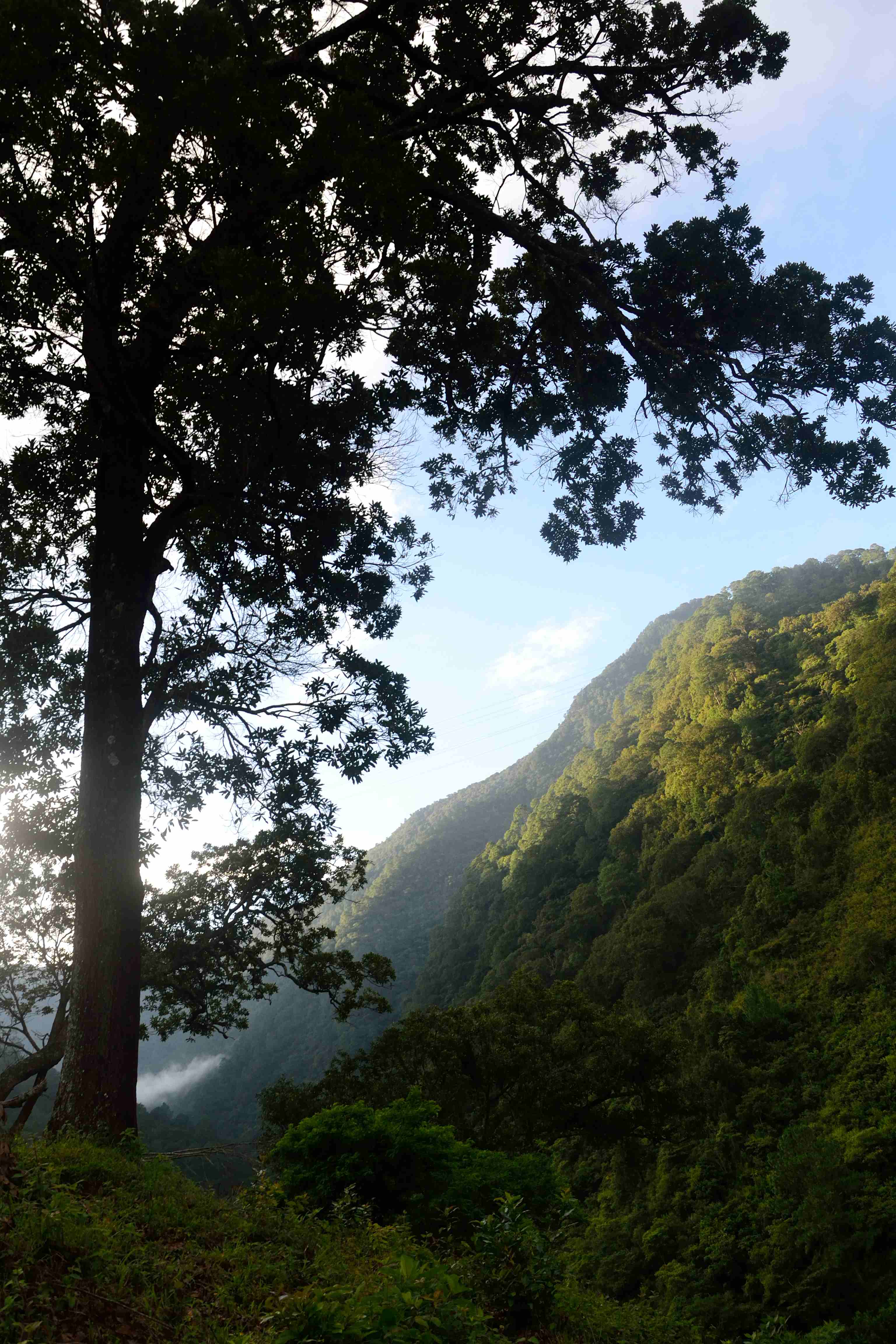 Zona de Protección Forestal en los terrenos que se encuentran en los municipios de La Concordia, Ángel Albino Corzo, Villa Flores y Jiquipilas, Chiapas