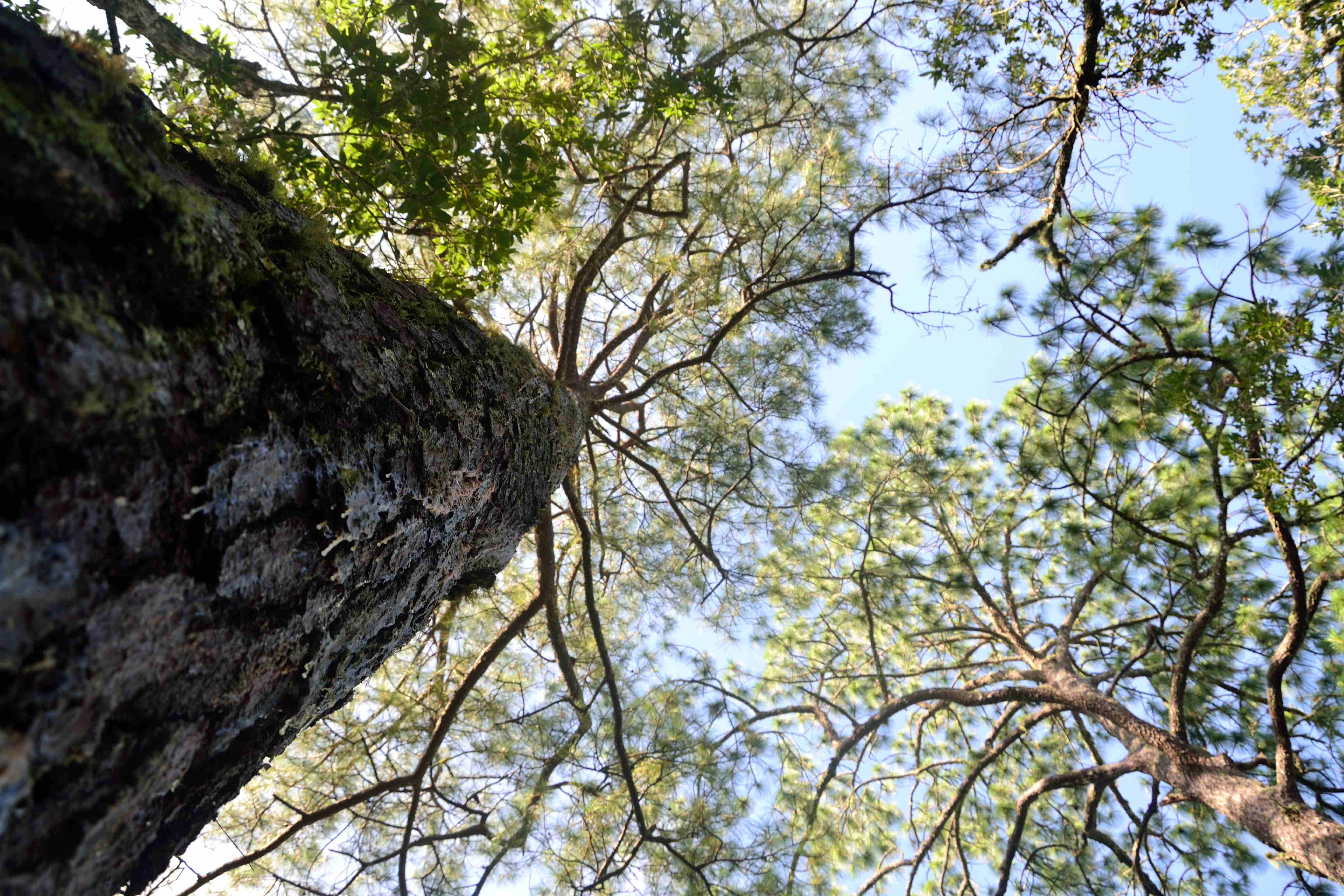 Zona de Protección Forestal en los terrenos que se encuentran en los municipios de La Concordia, Ángel Albino Corzo, Villa Flores y Jiquipilas, Chiapas