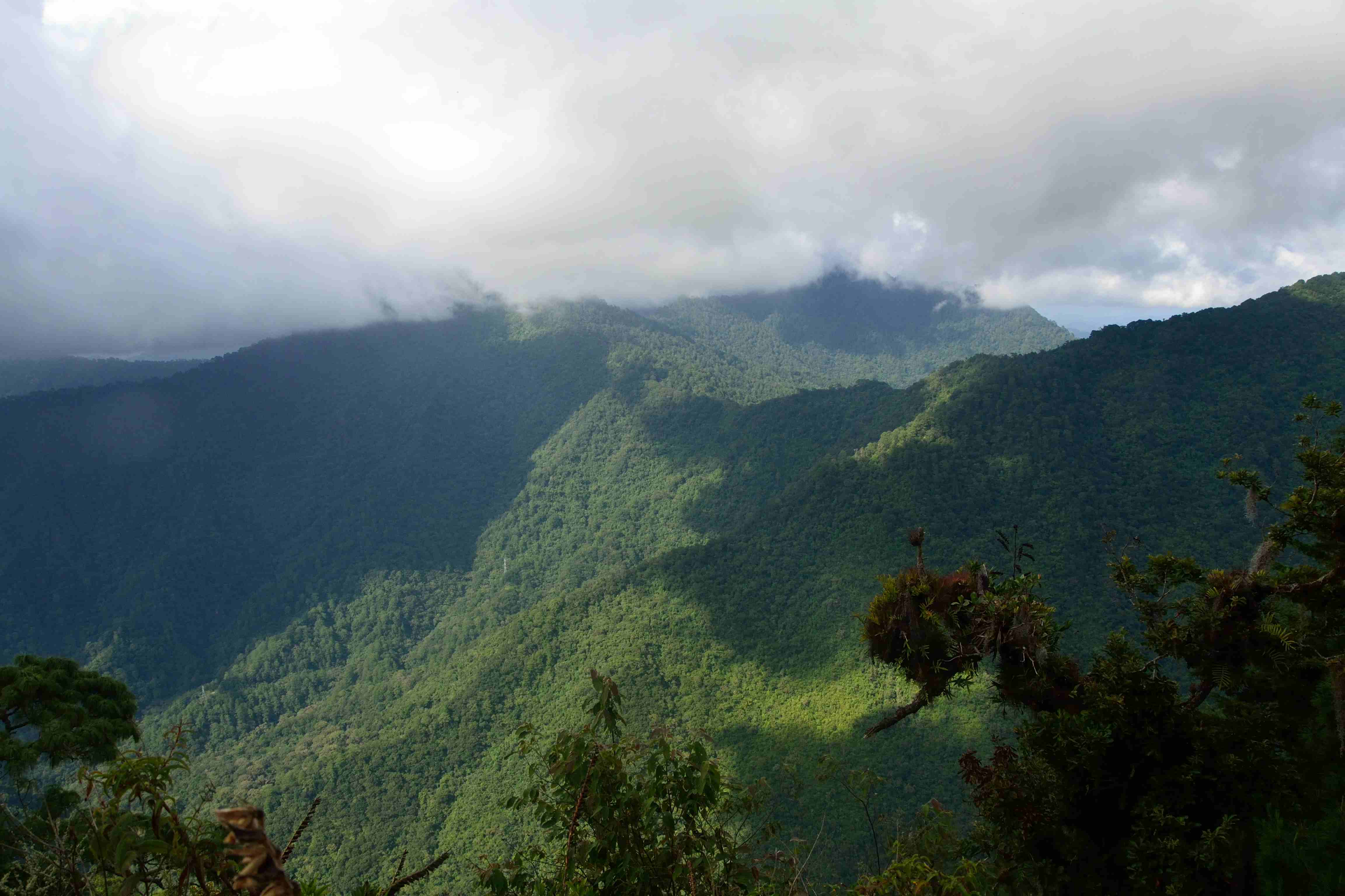 Zona de Protección Forestal en los terrenos que se encuentran en los municipios de La Concordia, Ángel Albino Corzo, Villa Flores y Jiquipilas, Chiapas