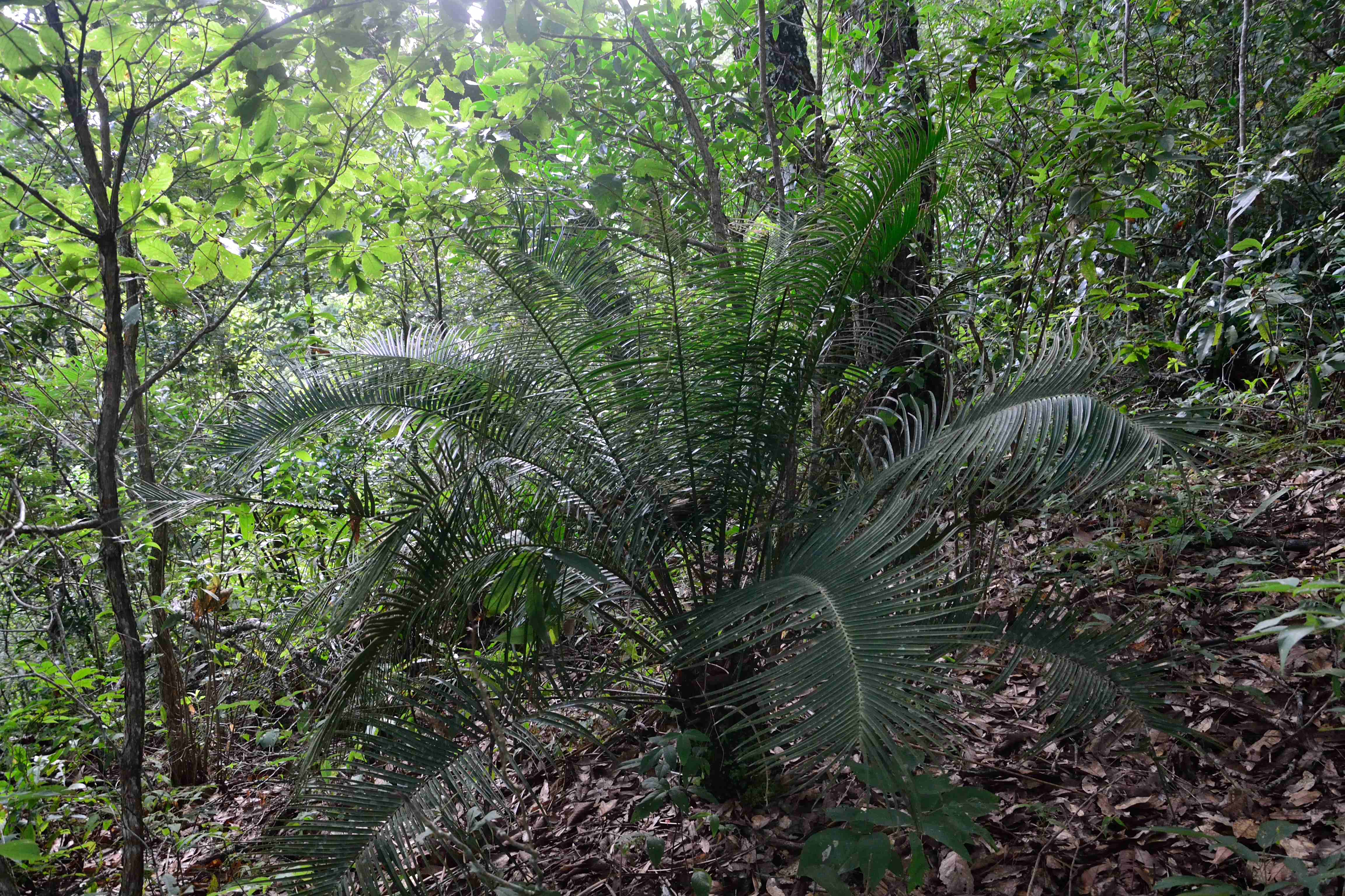 Zona de Protección Forestal en los terrenos que se encuentran en los municipios de La Concordia, Ángel Albino Corzo, Villa Flores y Jiquipilas, Chiapas