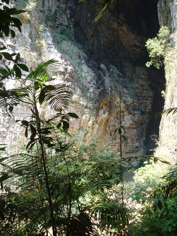 Selva El Ocote