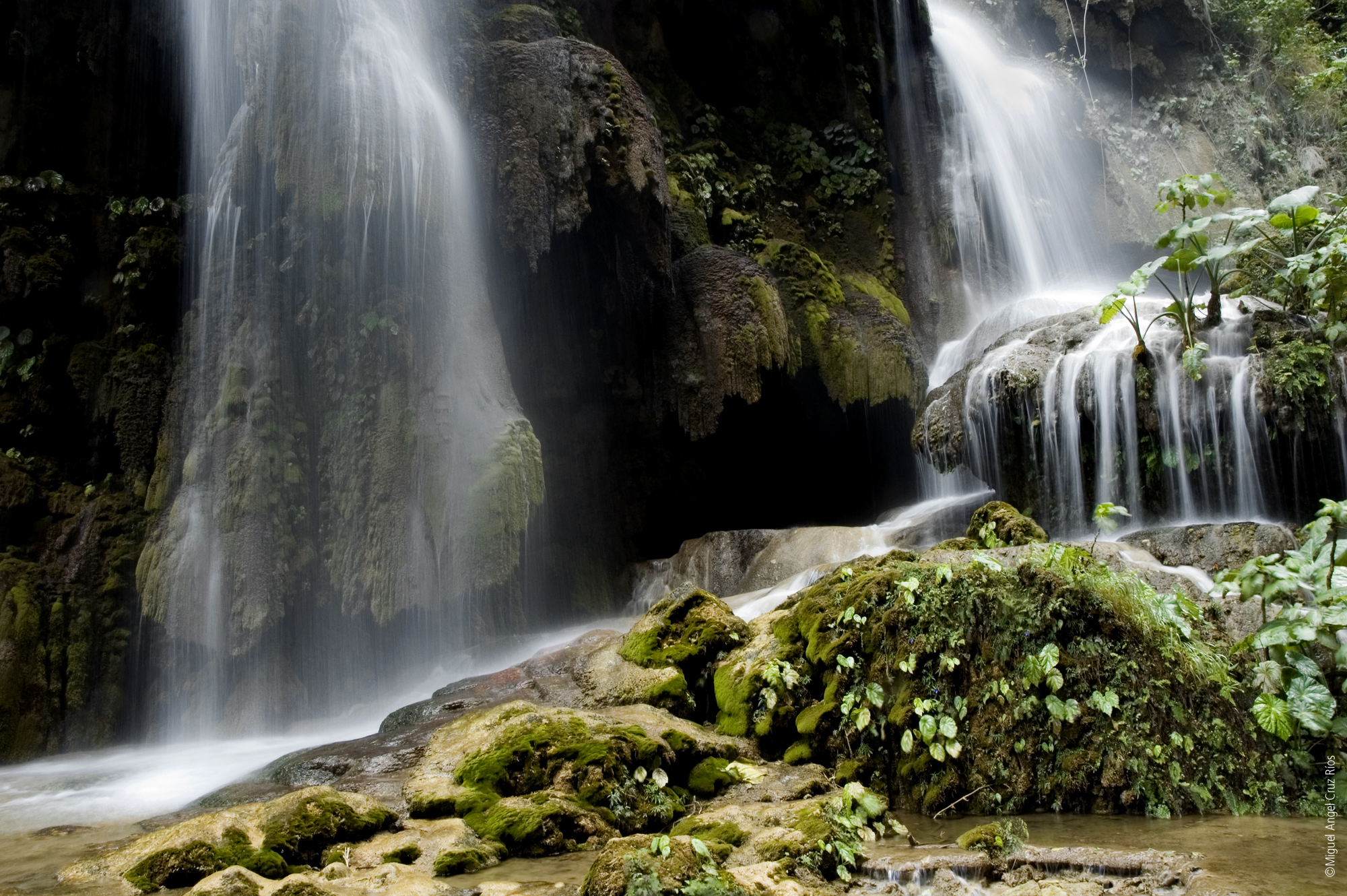 Selva El Ocote
