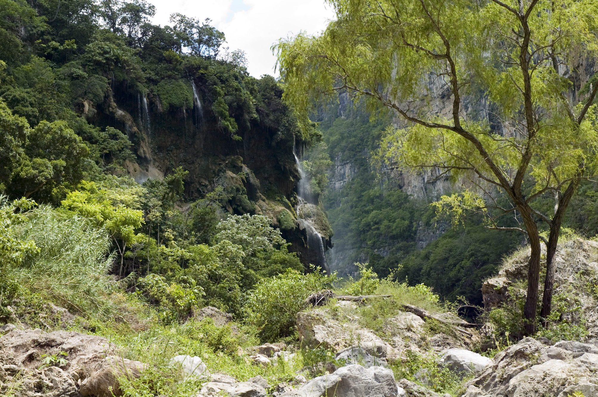 Selva El Ocote