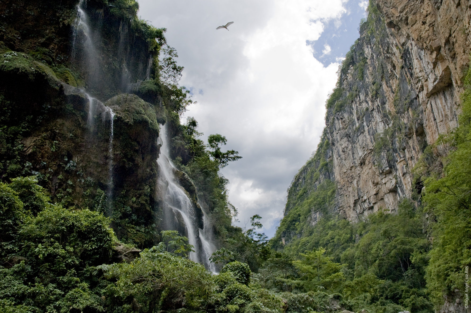 Selva El Ocote