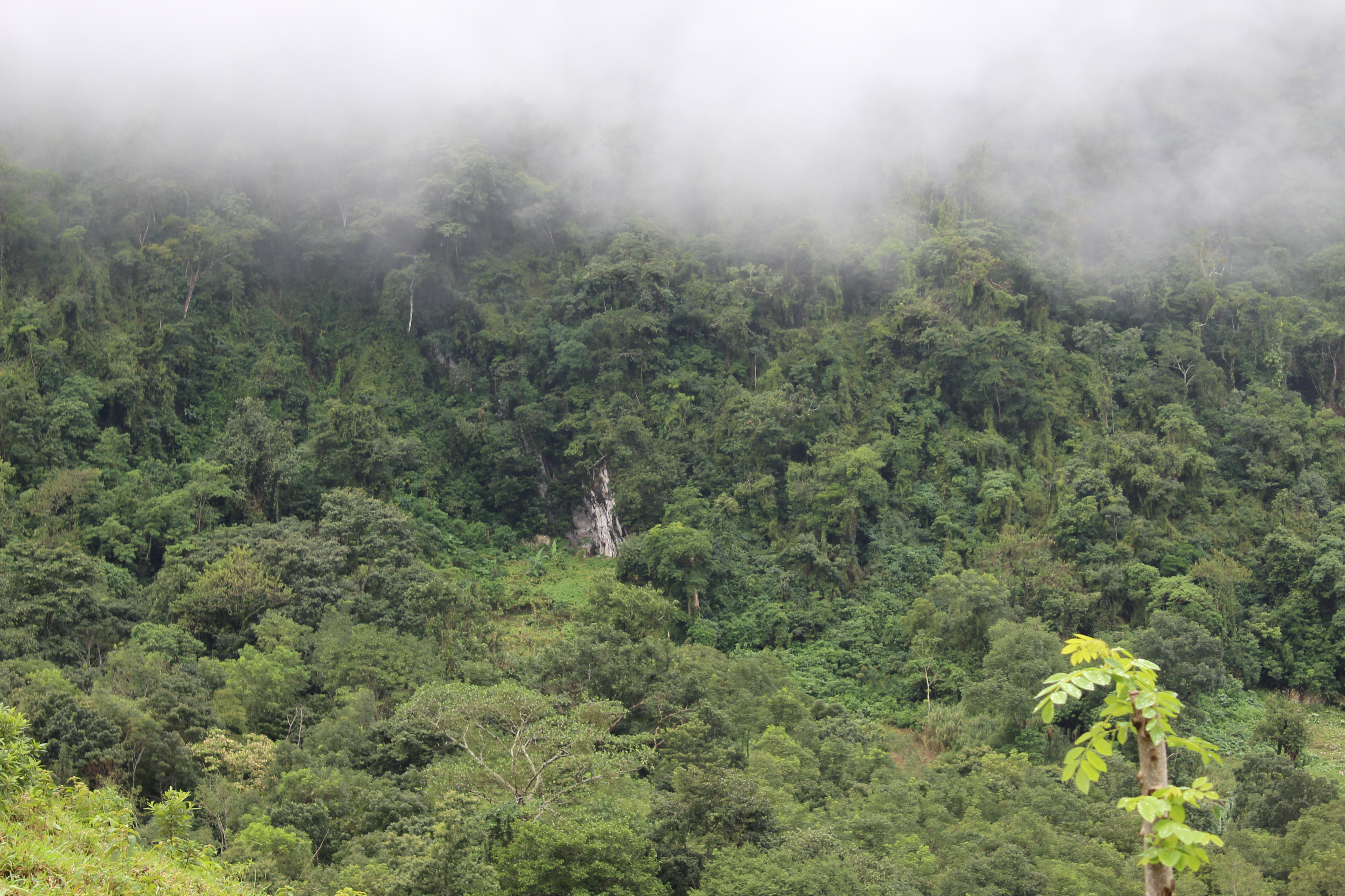 Selva El Ocote