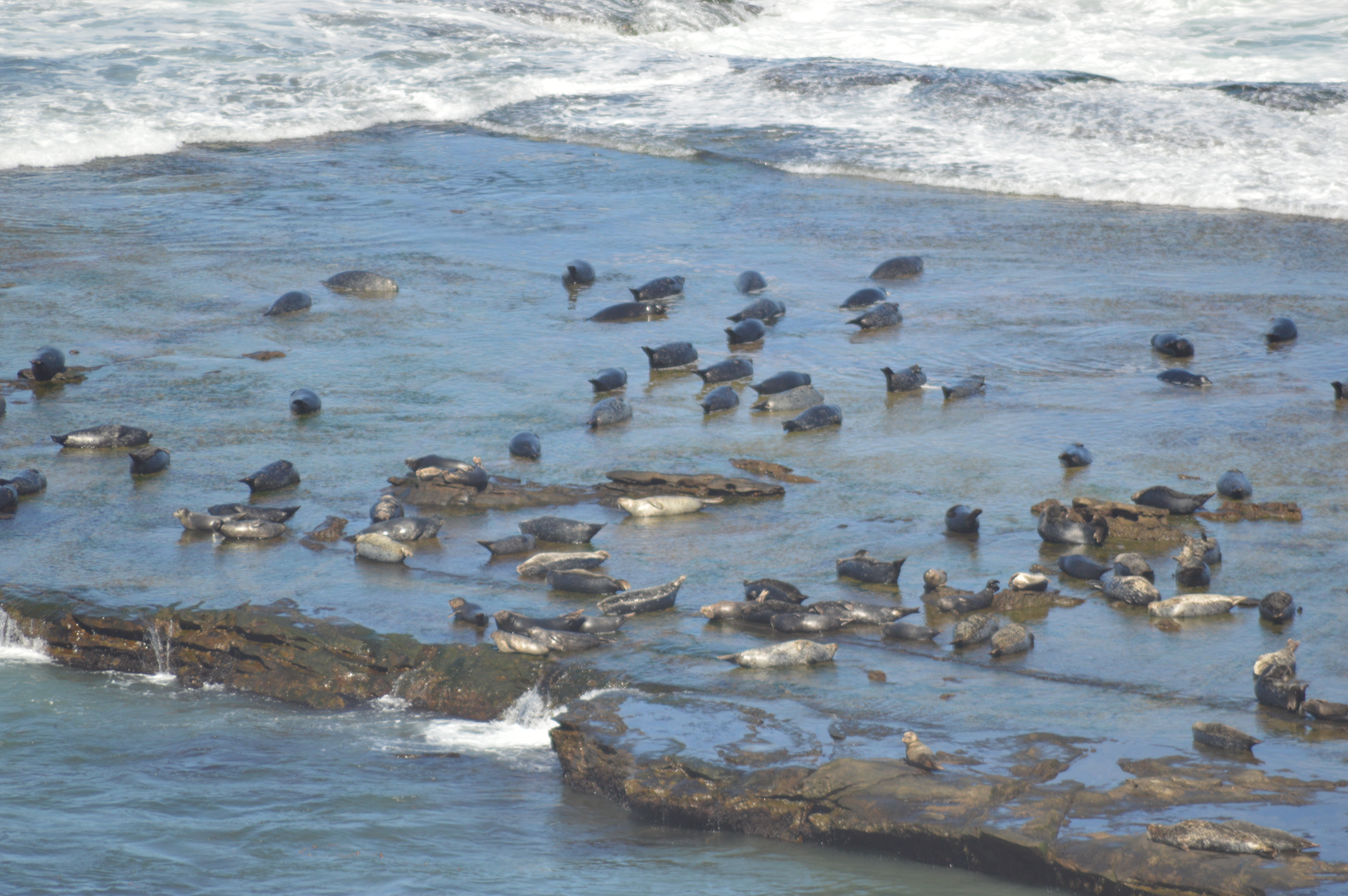 Islas del Pacífico de la Península de Baja California