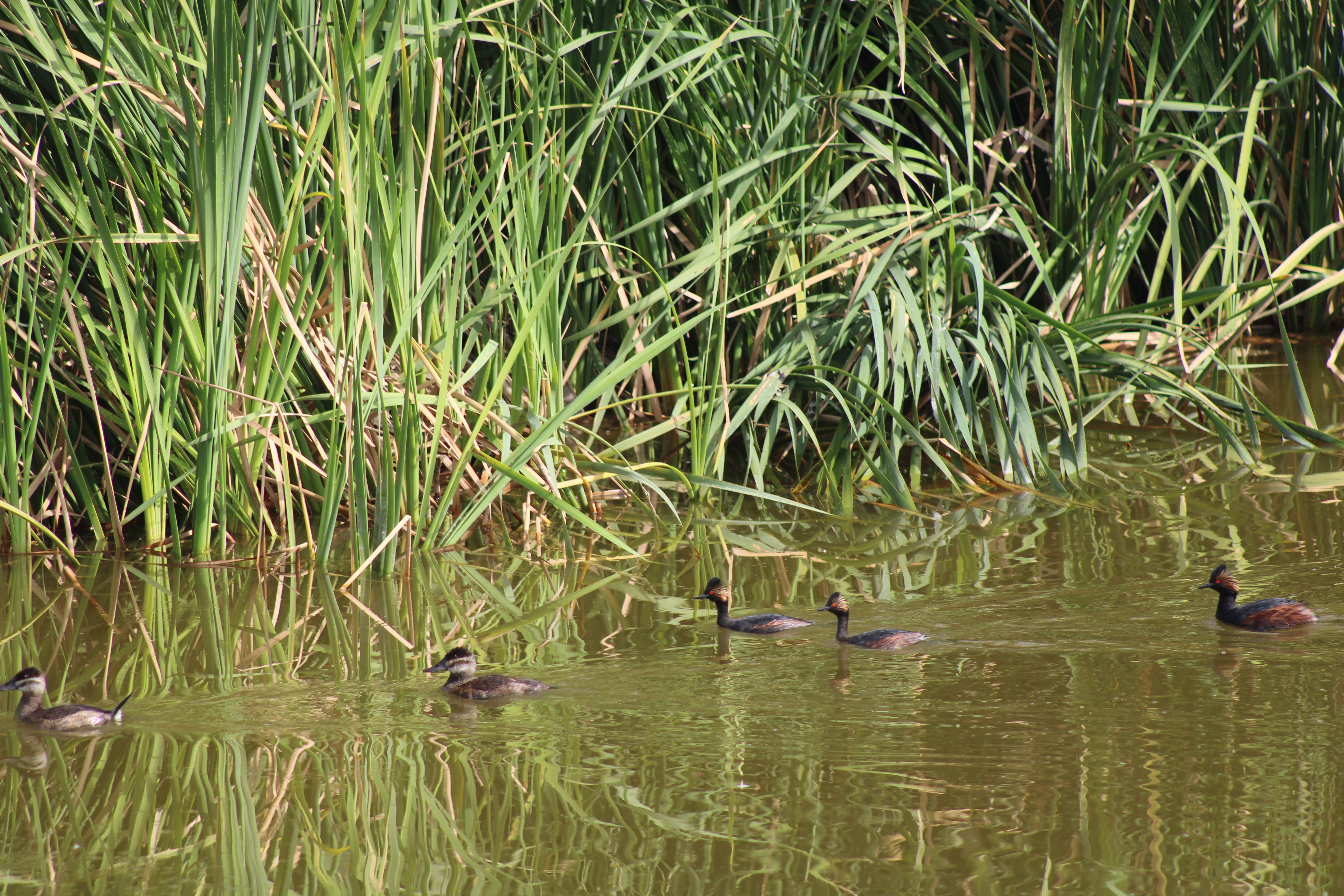 Lago de Texcoco