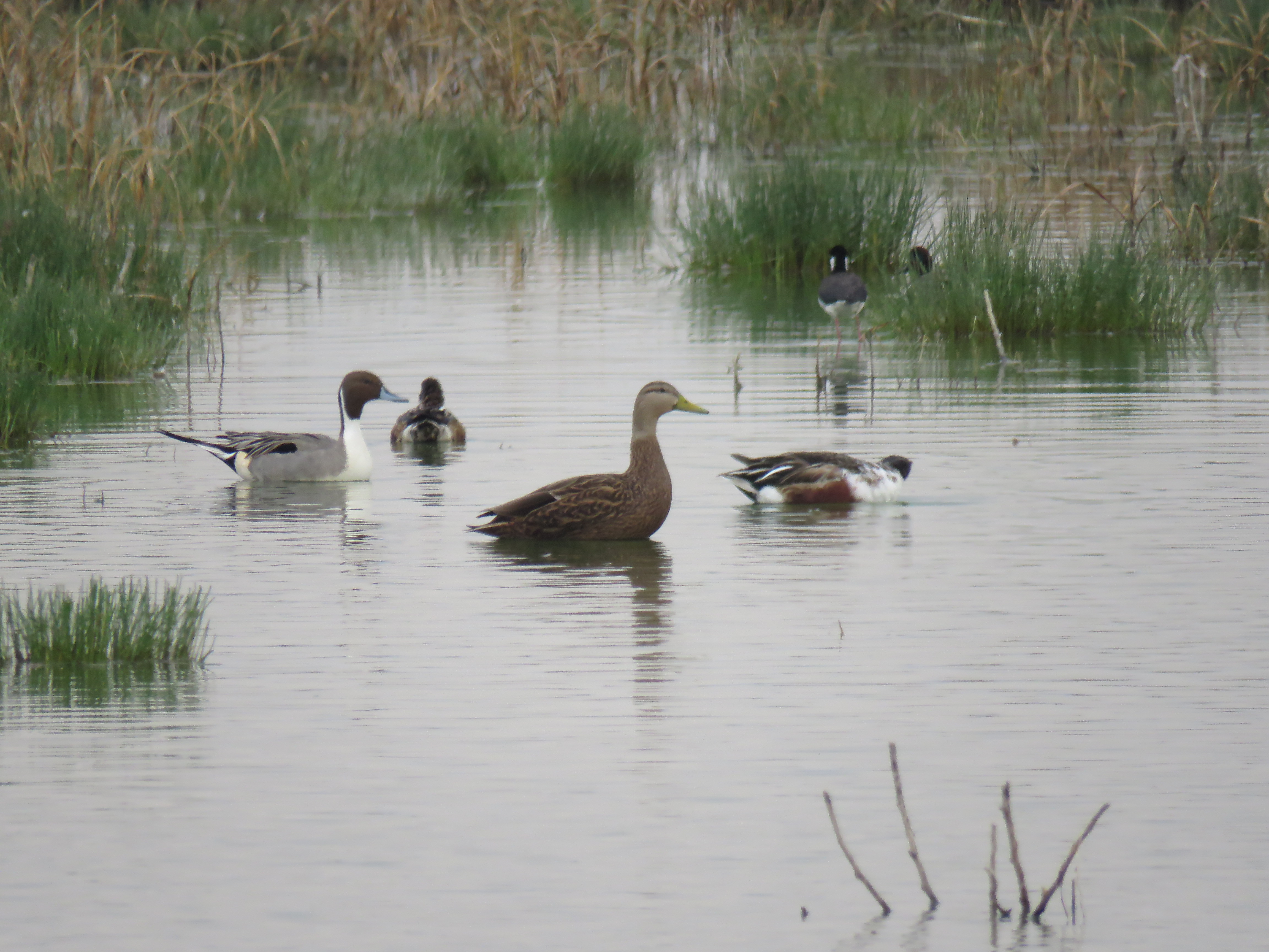 Lago de Texcoco