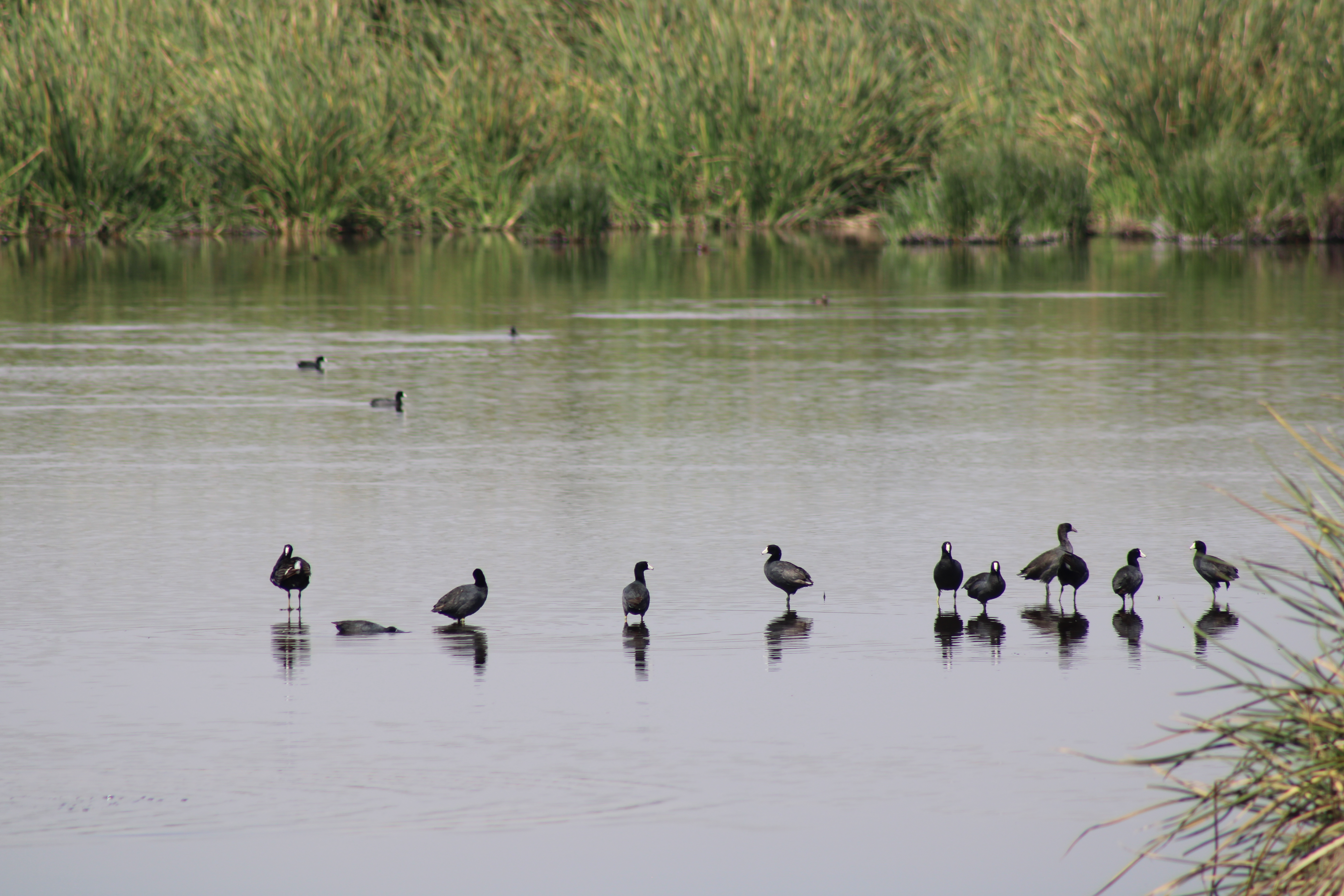 Lago de Texcoco