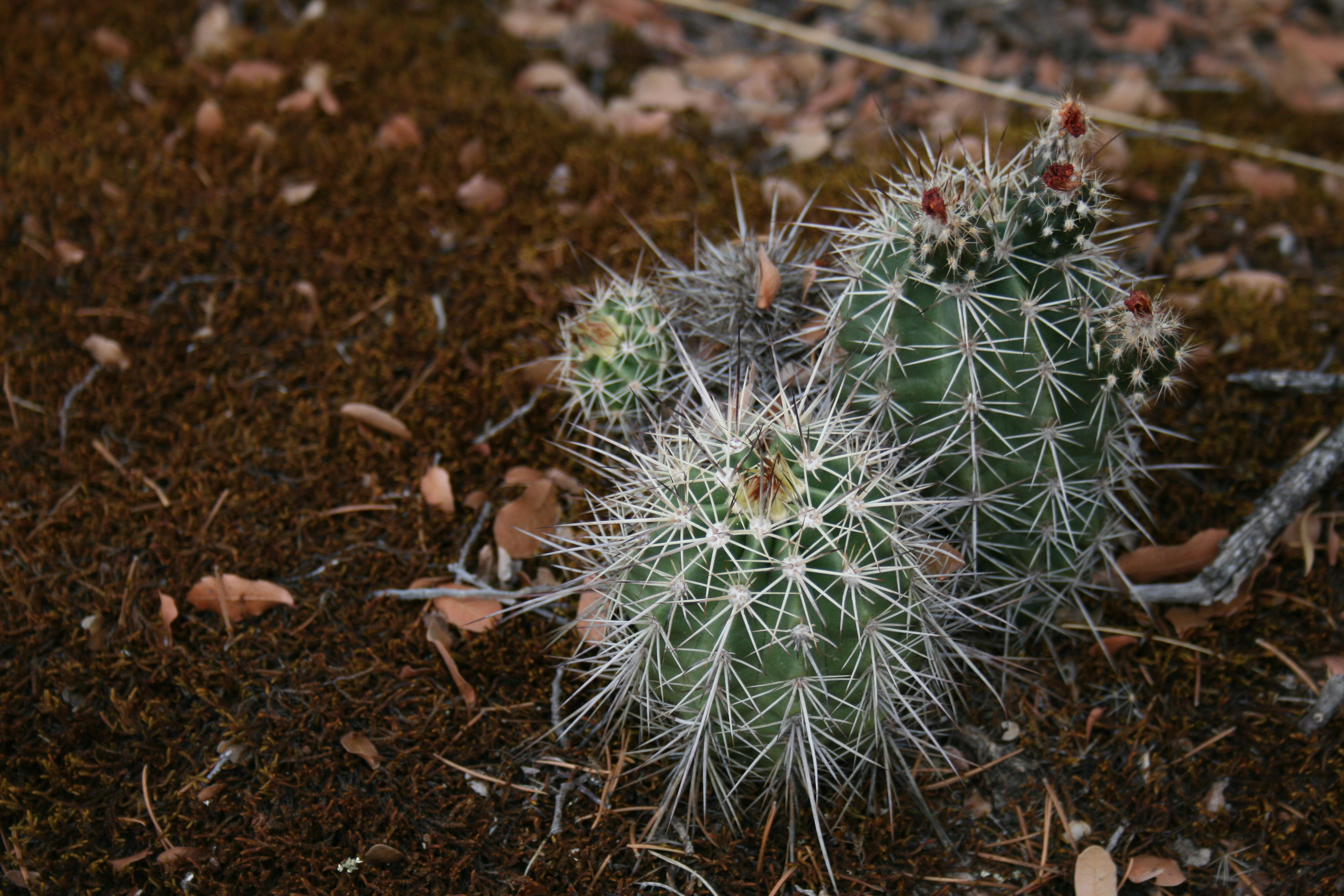 Cumbres de Majalca