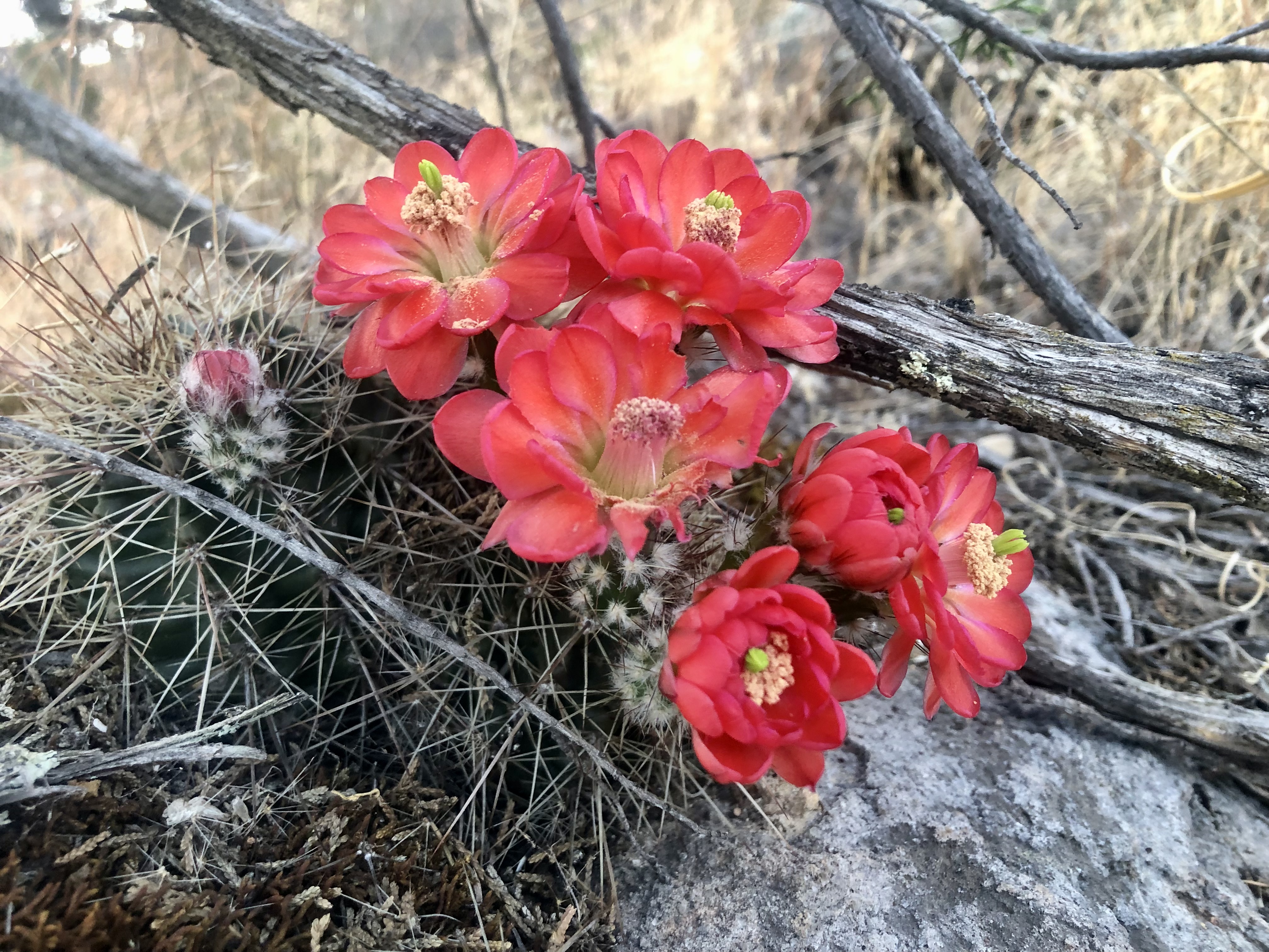 Cumbres de Majalca