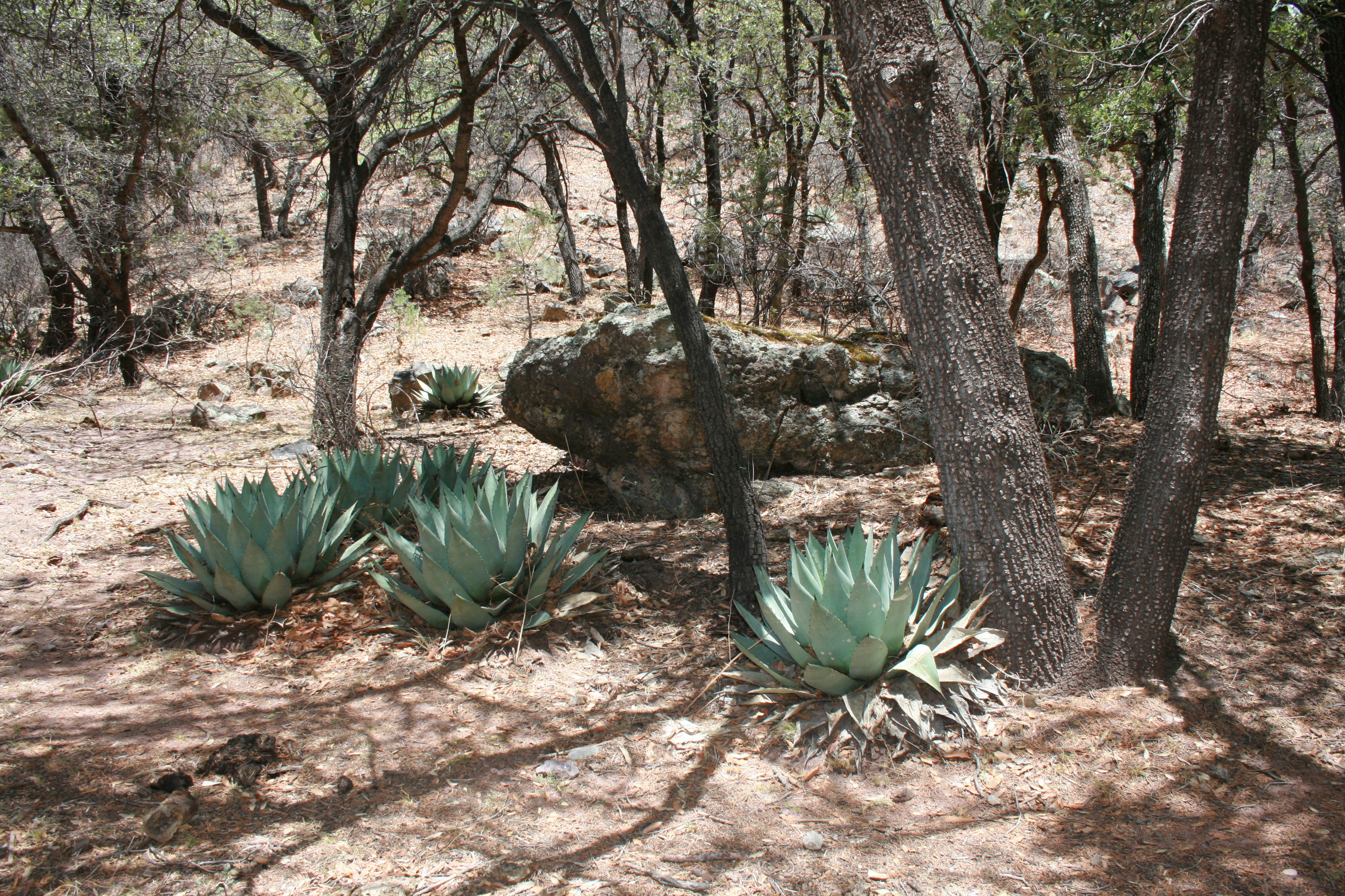 Cumbres de Majalca