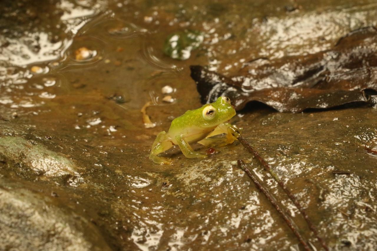 Kowtahyolo
