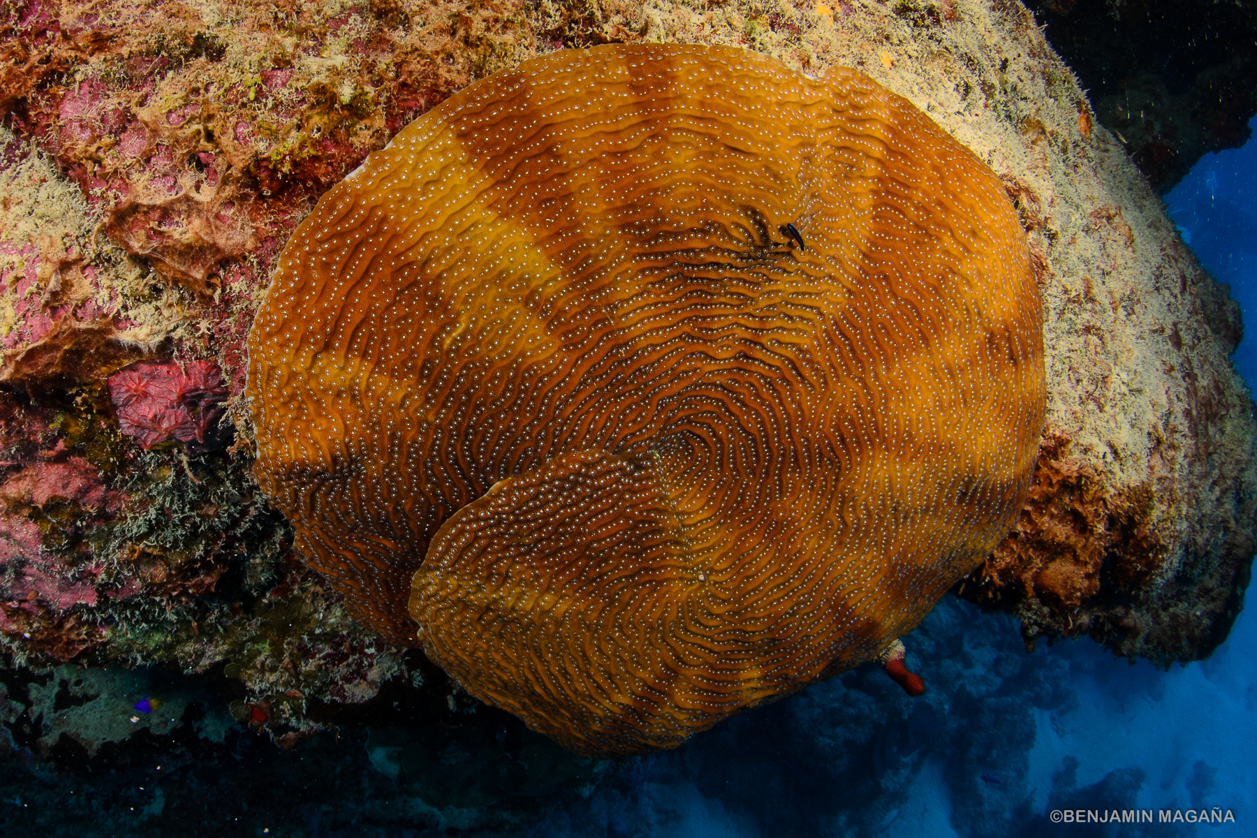 Arrecifes del Golfo de México-Sur