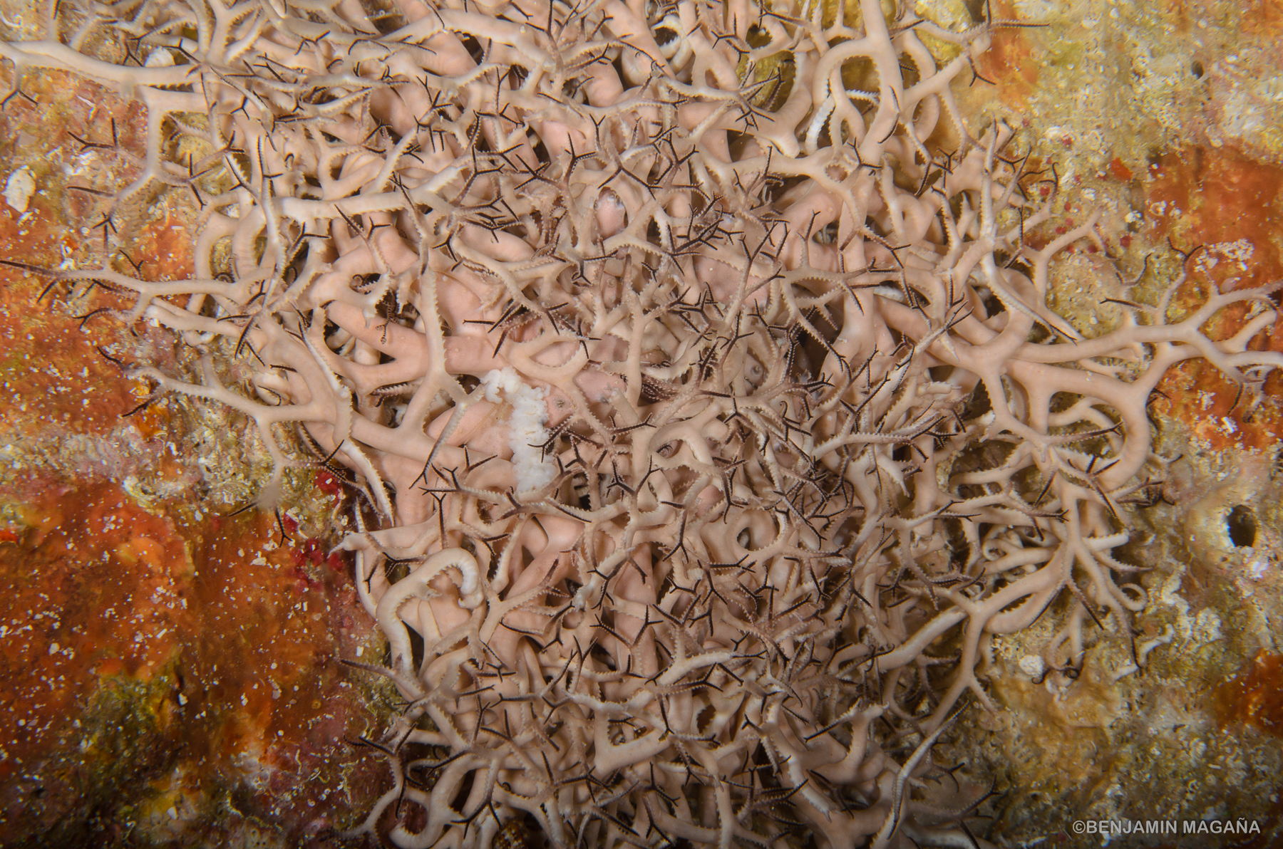 Arrecifes del Golfo de México-Sur