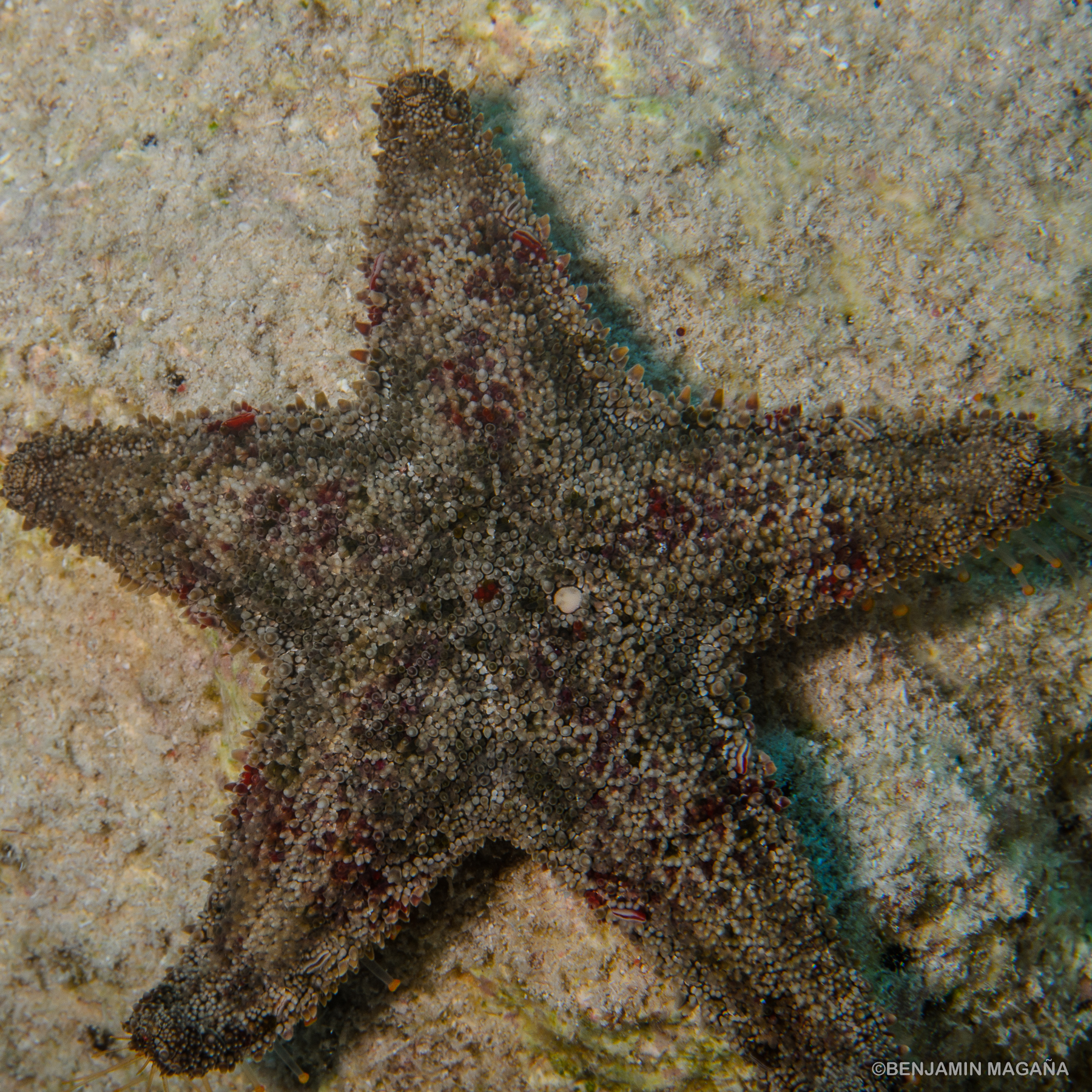 Arrecifes del Golfo de México-Sur