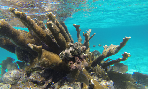 Arrecifes de Xcalak