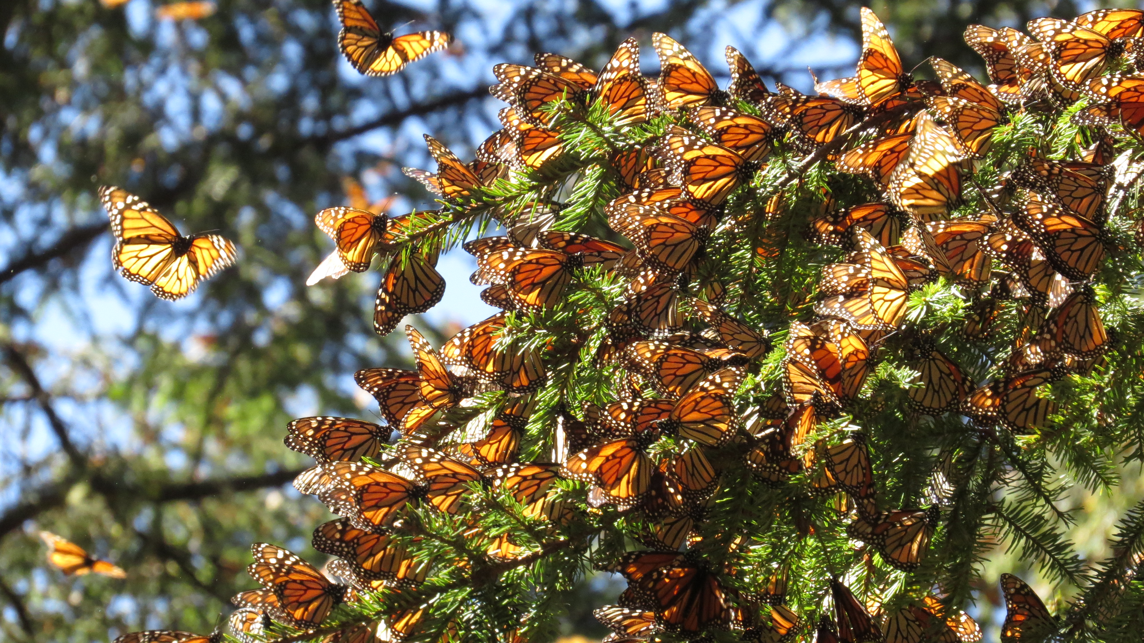 Mariposa Monarca