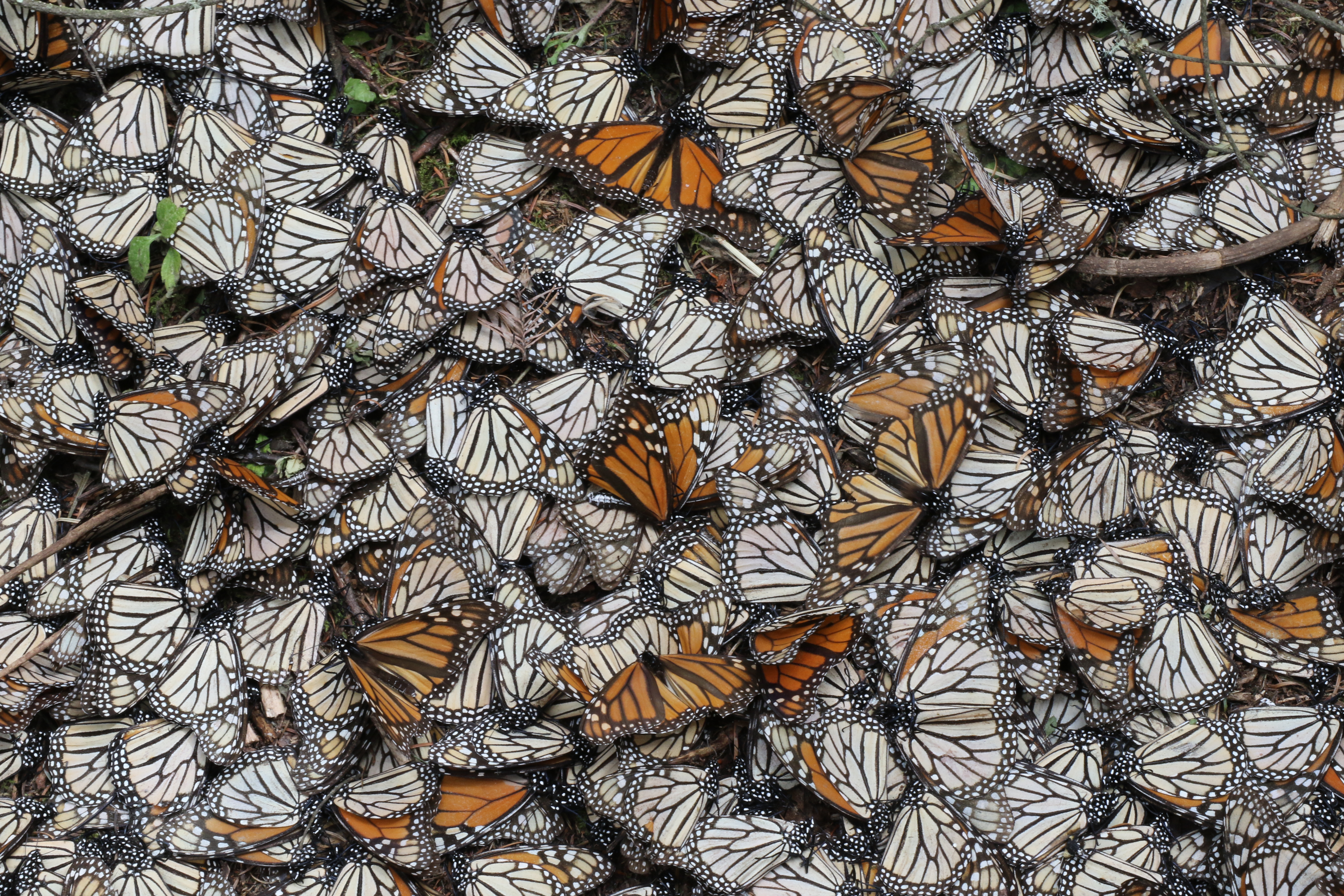 Mariposa Monarca