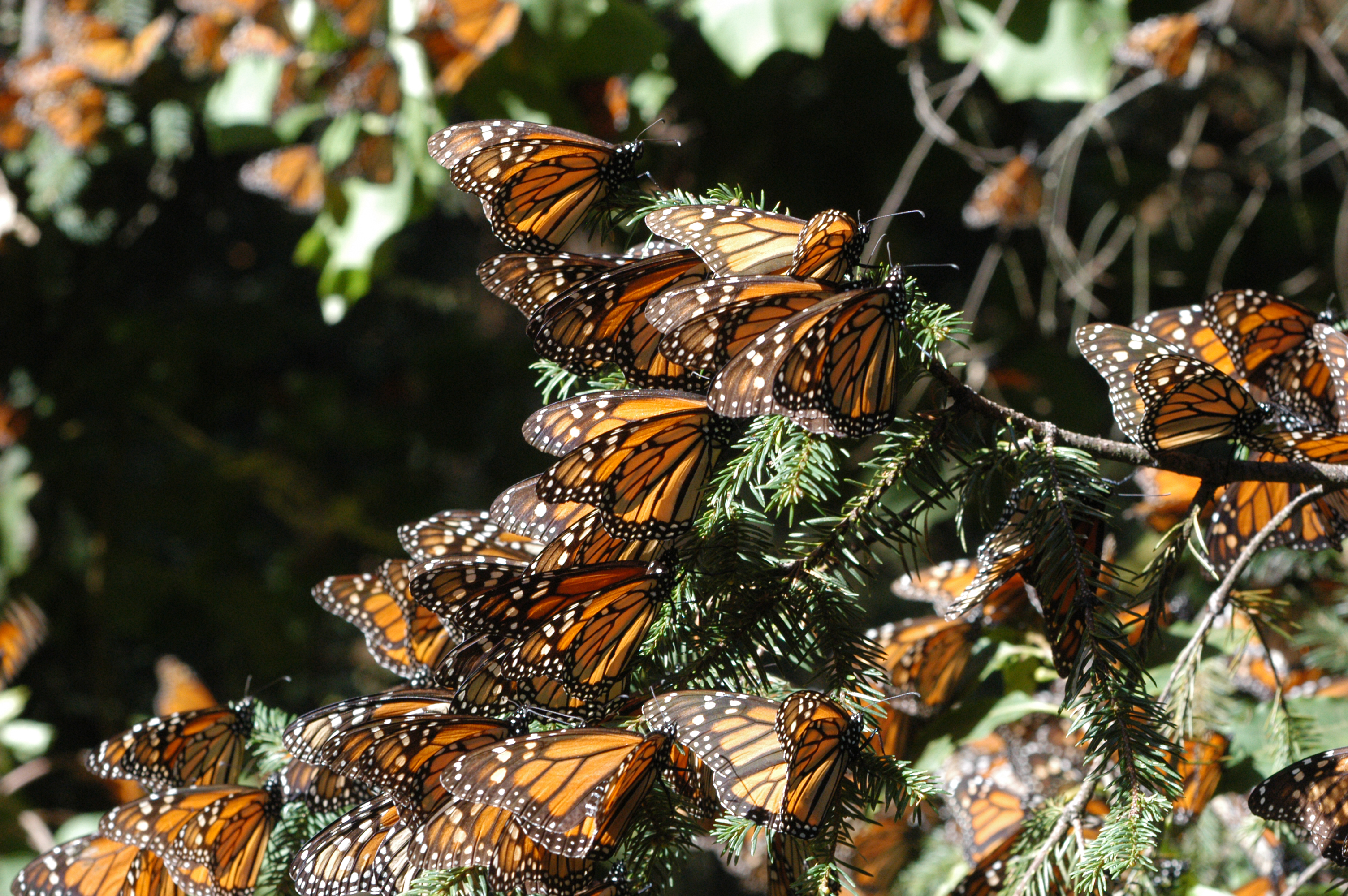 Mariposa Monarca