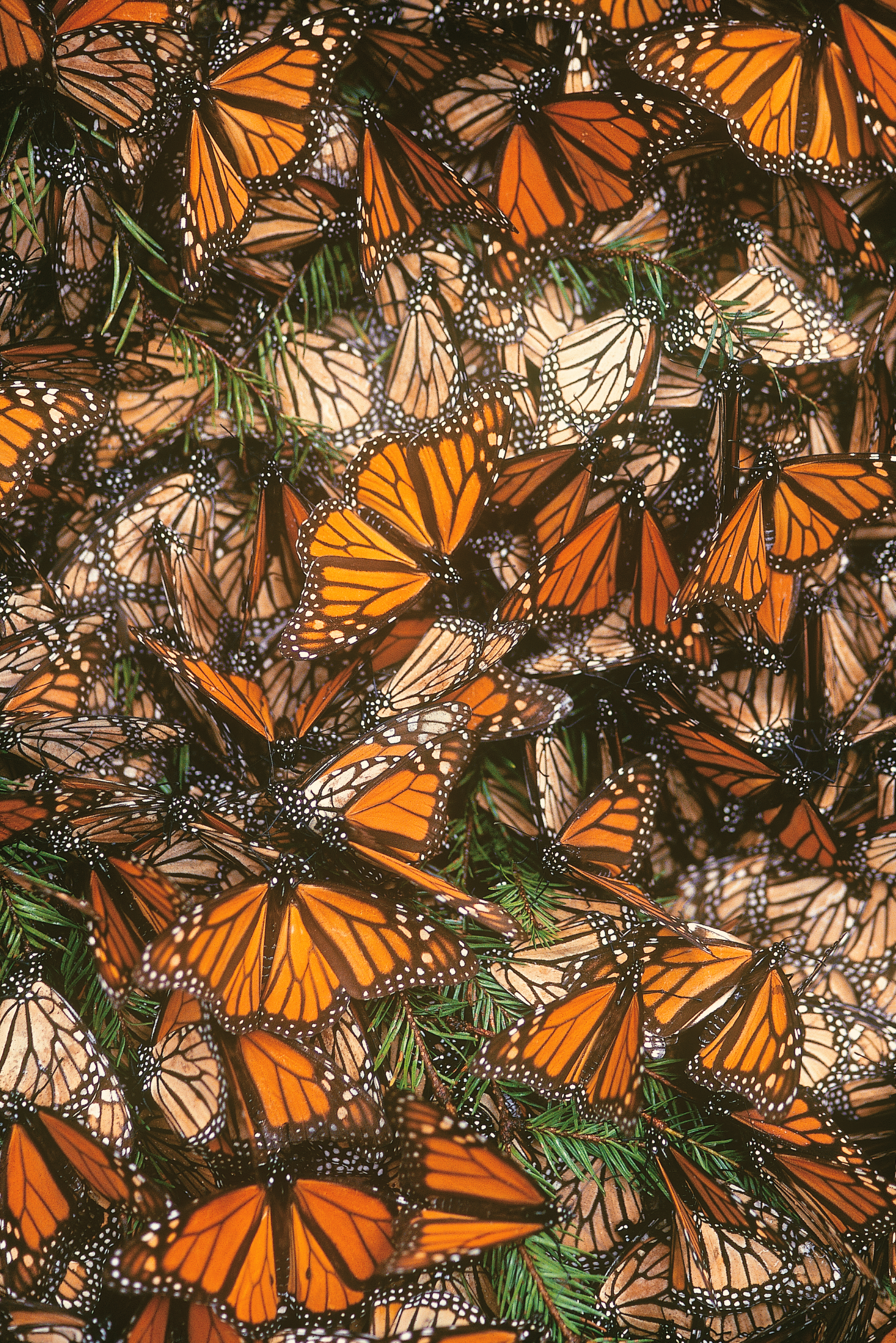 Mariposa Monarca