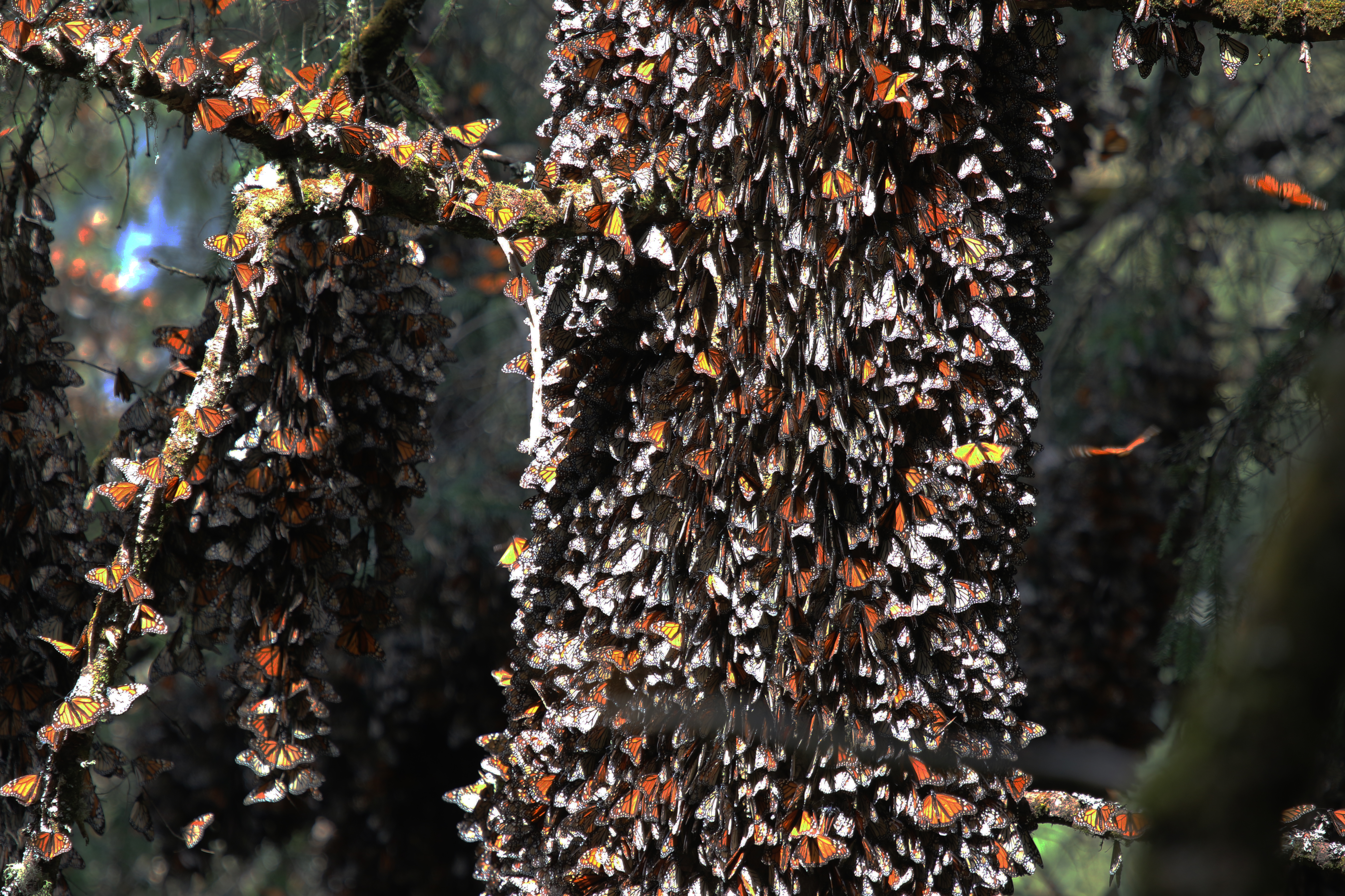 Mariposa Monarca