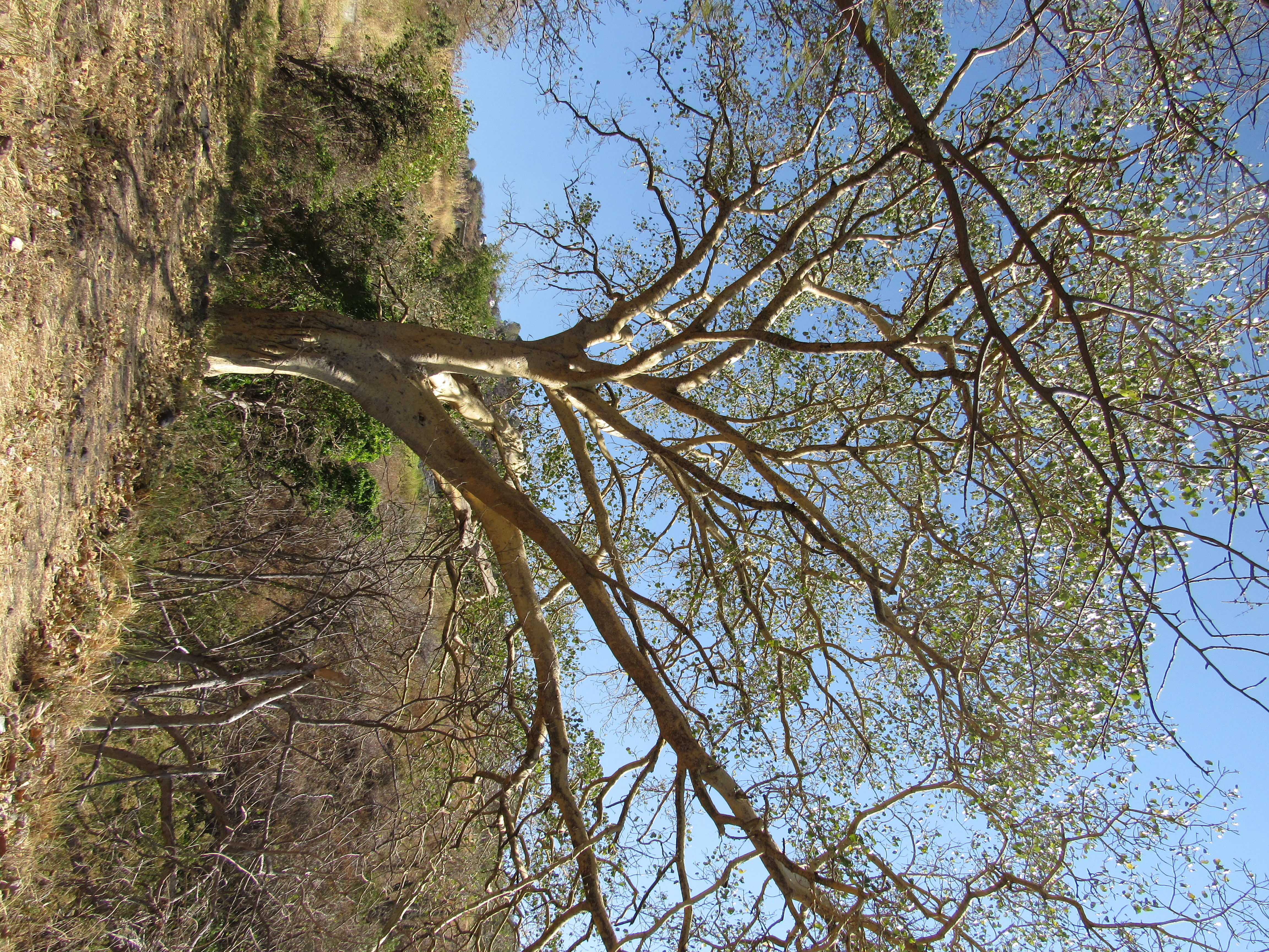 Zona Protectora Forestal los terrenos constitutivos de las cuencas de los ríos Valle de Bravo, Malacatepec, Tilostoc y Temascaltepec