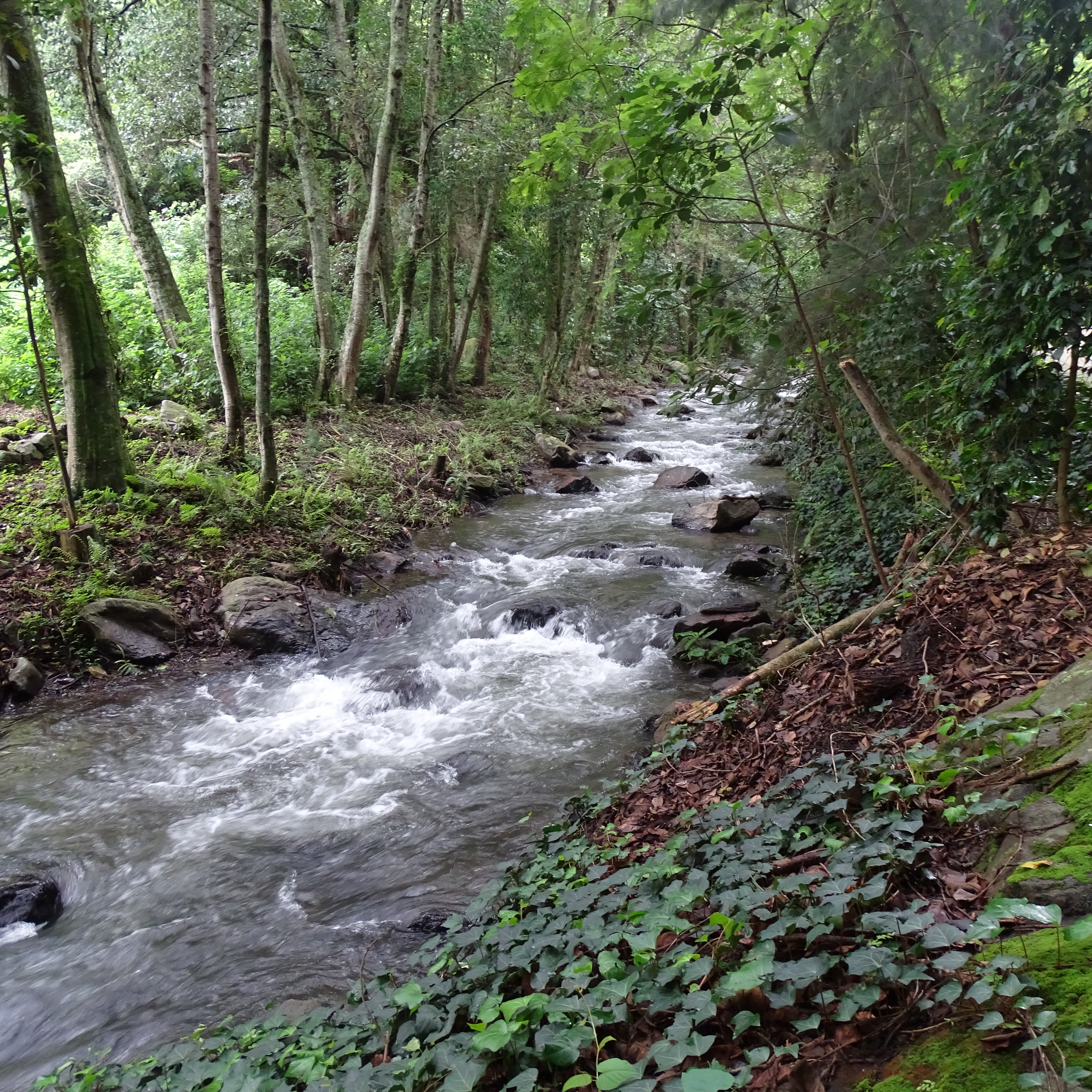 Zona Protectora Forestal los terrenos constitutivos de las cuencas de los ríos Valle de Bravo, Malacatepec, Tilostoc y Temascaltepec