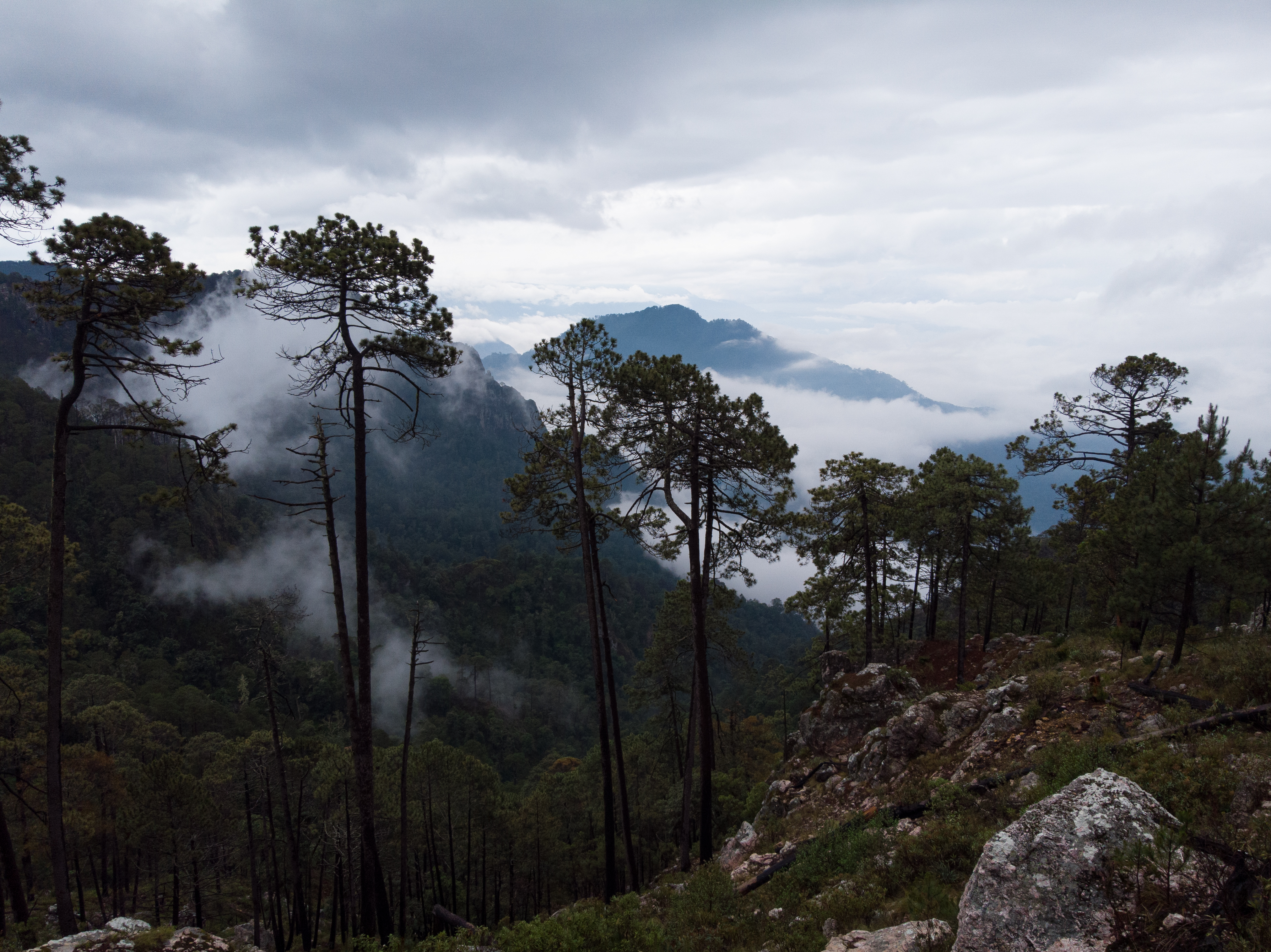 Sierra de Manantlán