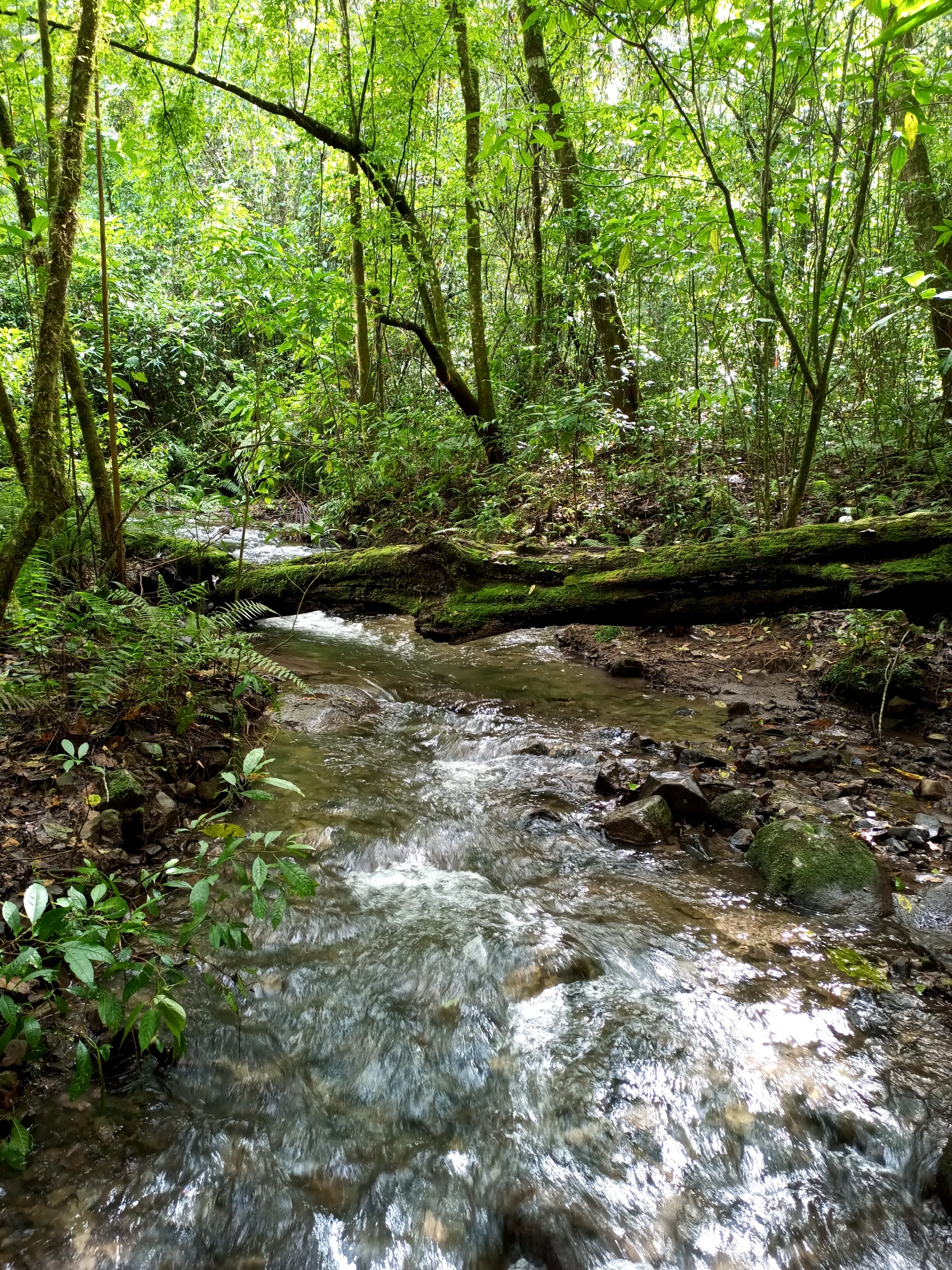 Sierra de Manantlán