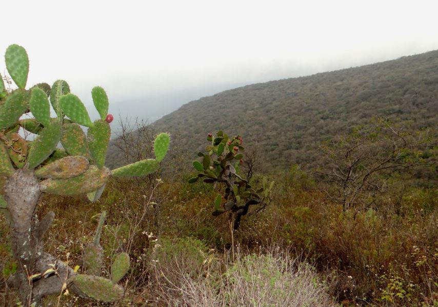 El Cimatario