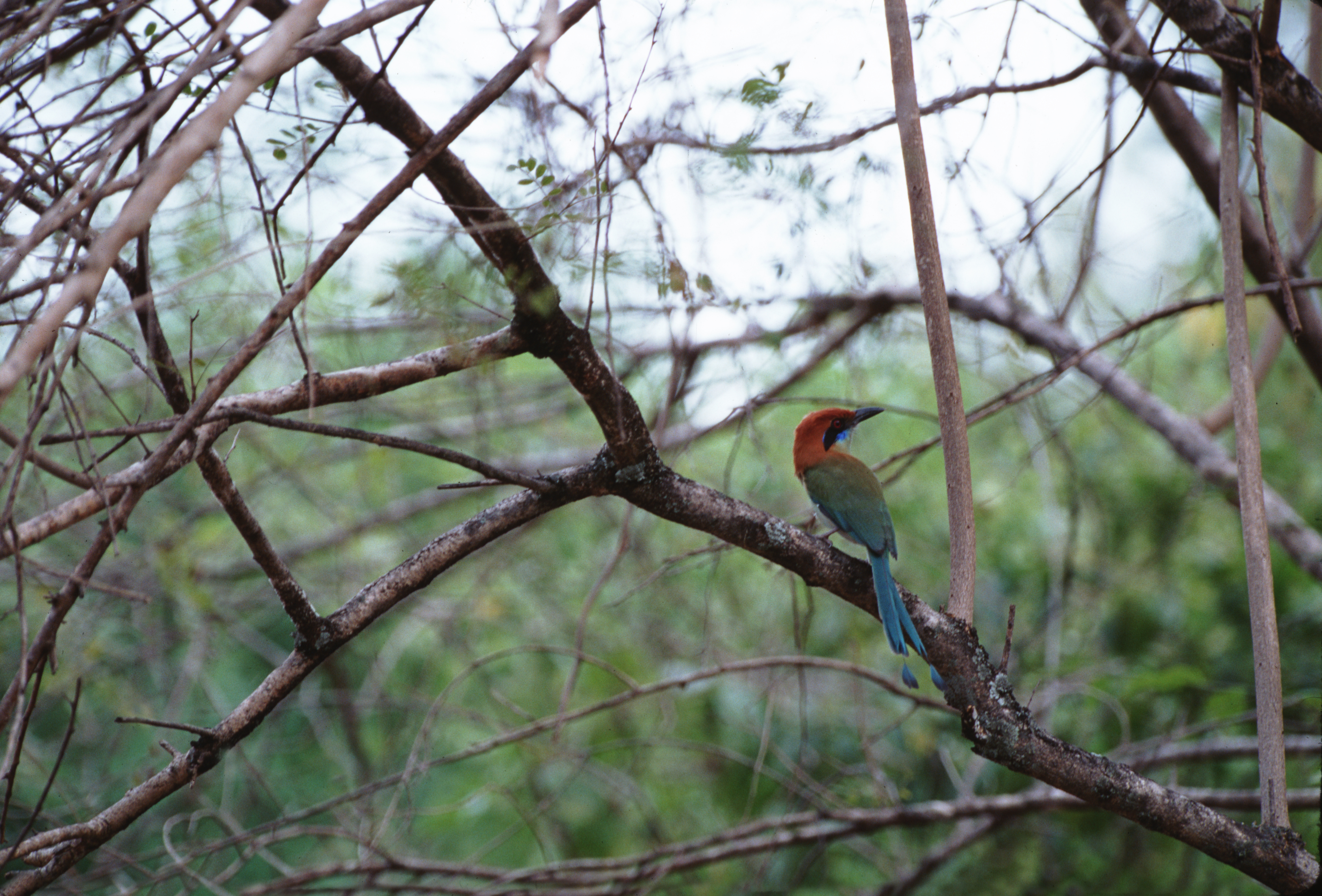 El Tepozteco
