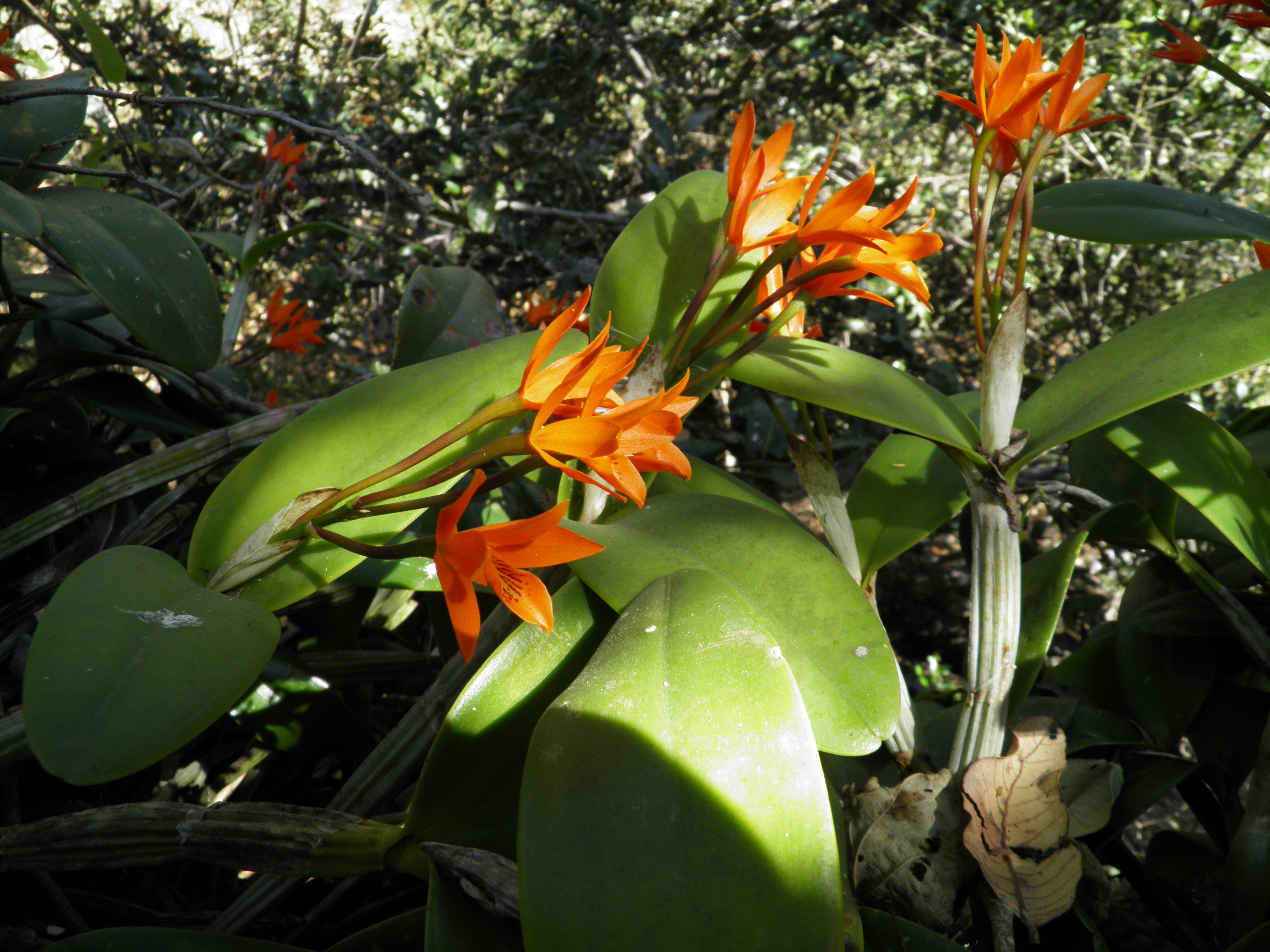 Grutas de Cacahuamilpa