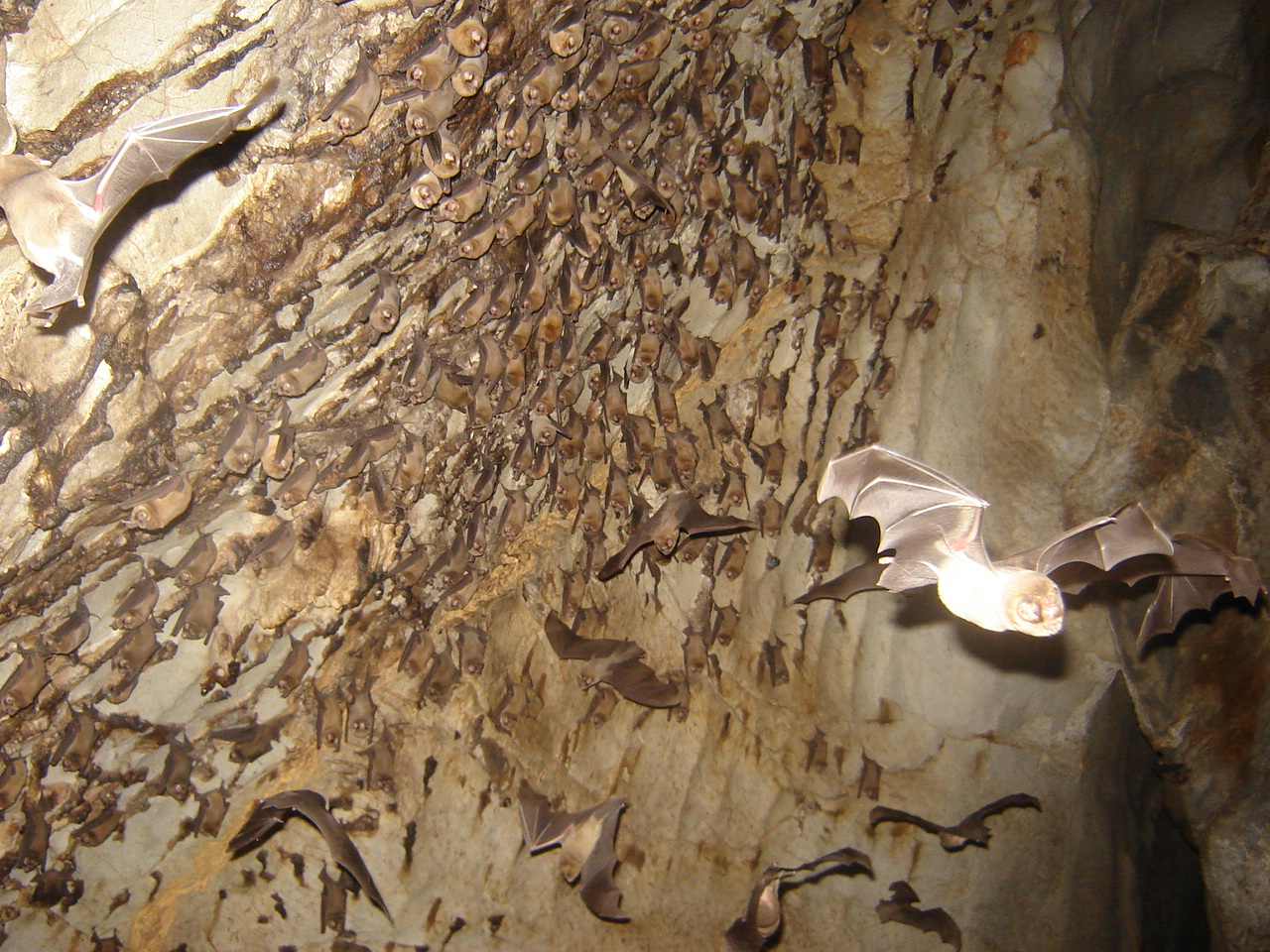 Grutas de Cacahuamilpa