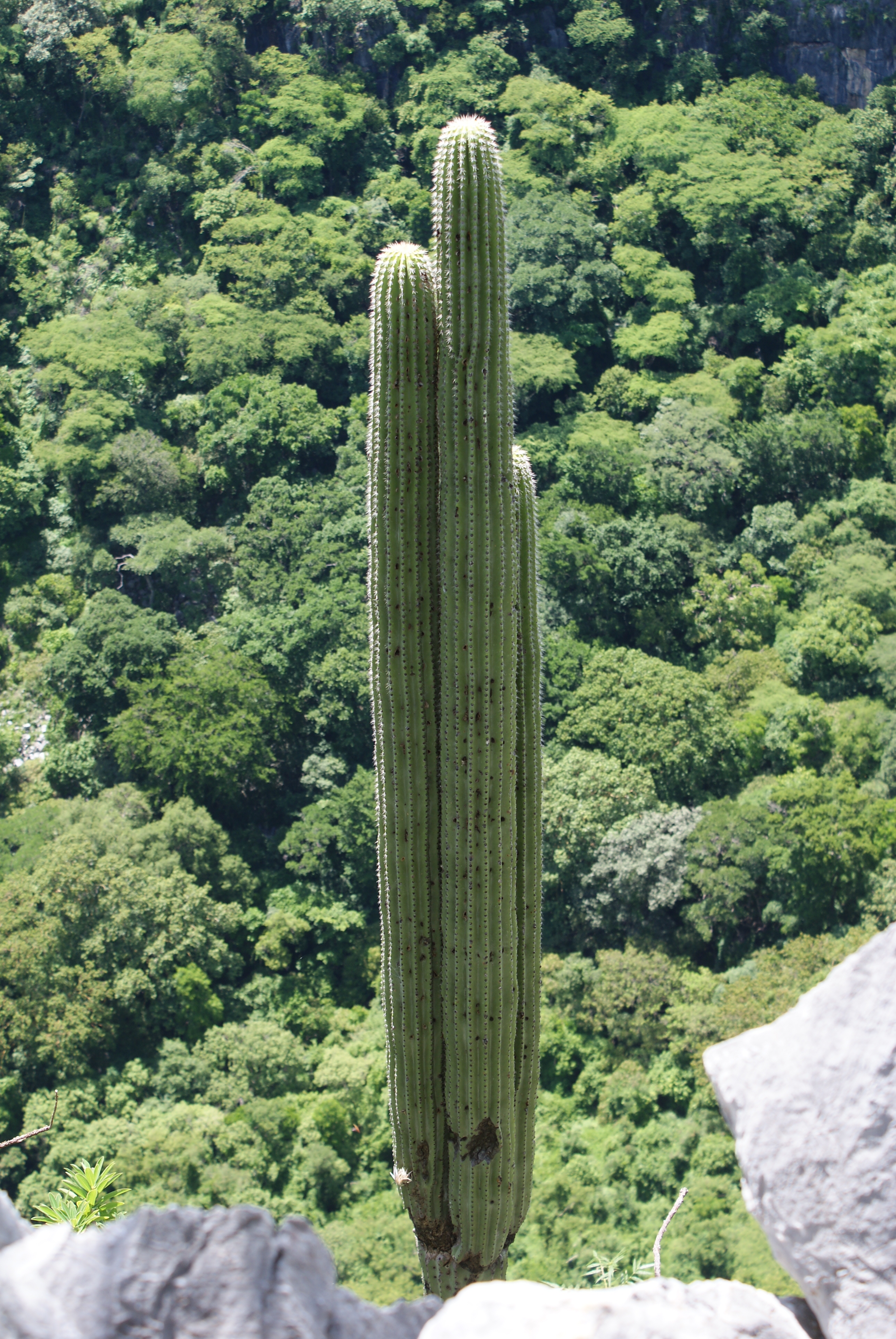 Grutas de Cacahuamilpa