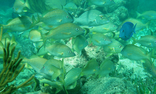 Arrecife de Puerto Morelos