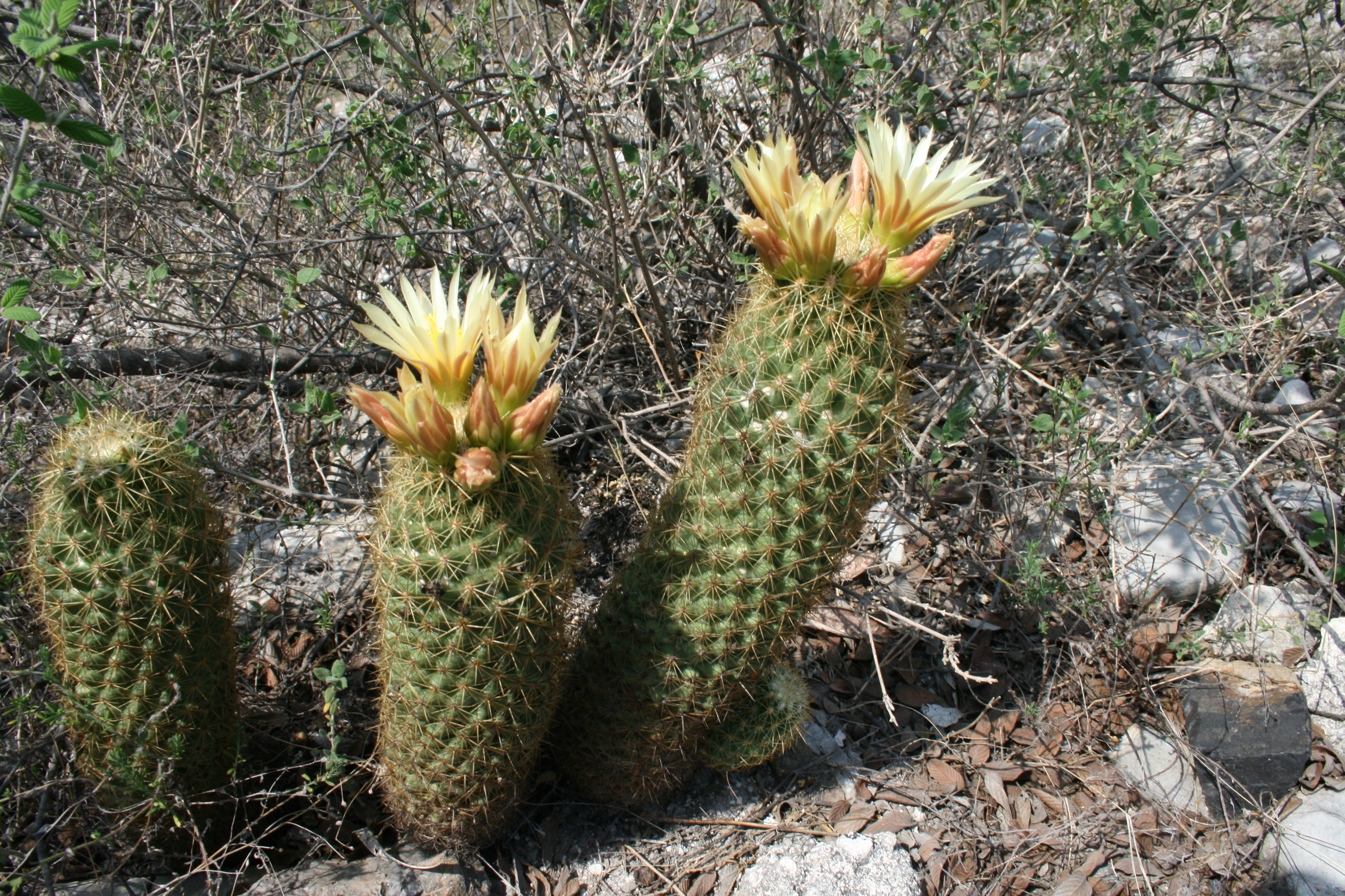 Barranca de Metztitlán