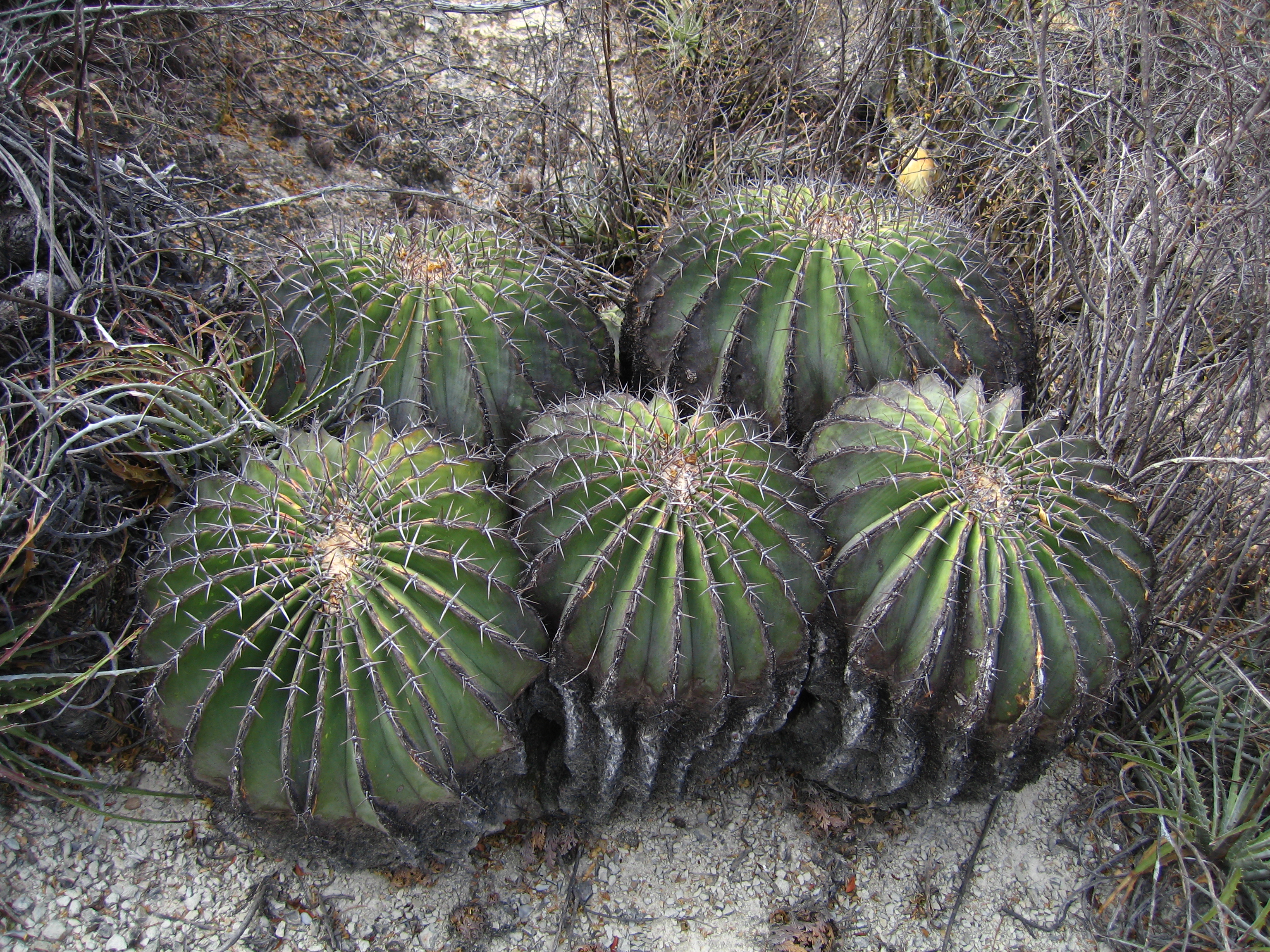 Barranca de Metztitlán