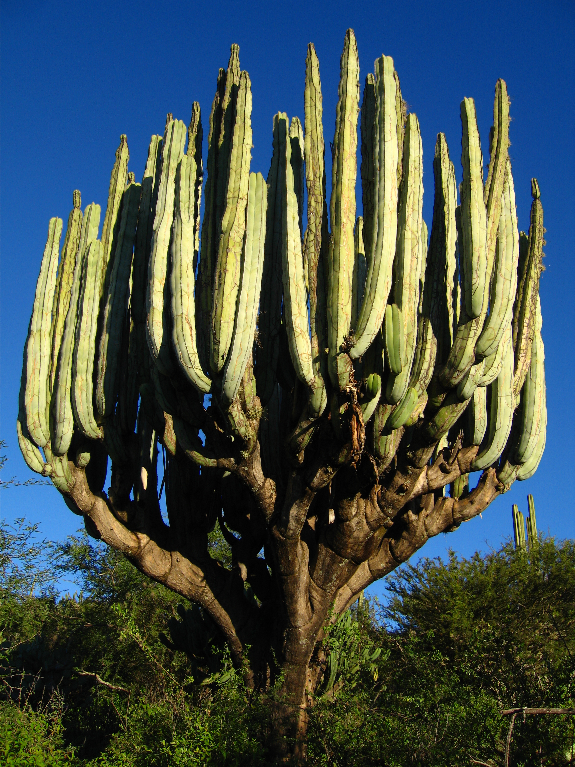 Barranca de Metztitlán