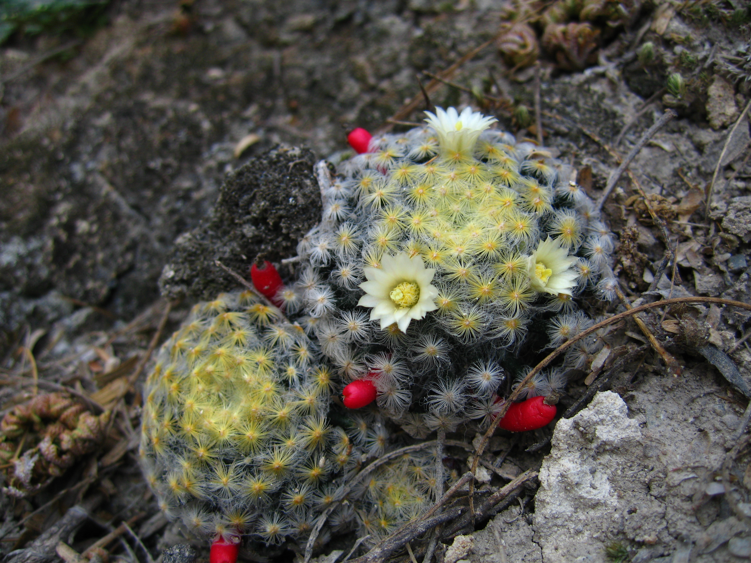 Barranca de Metztitlán