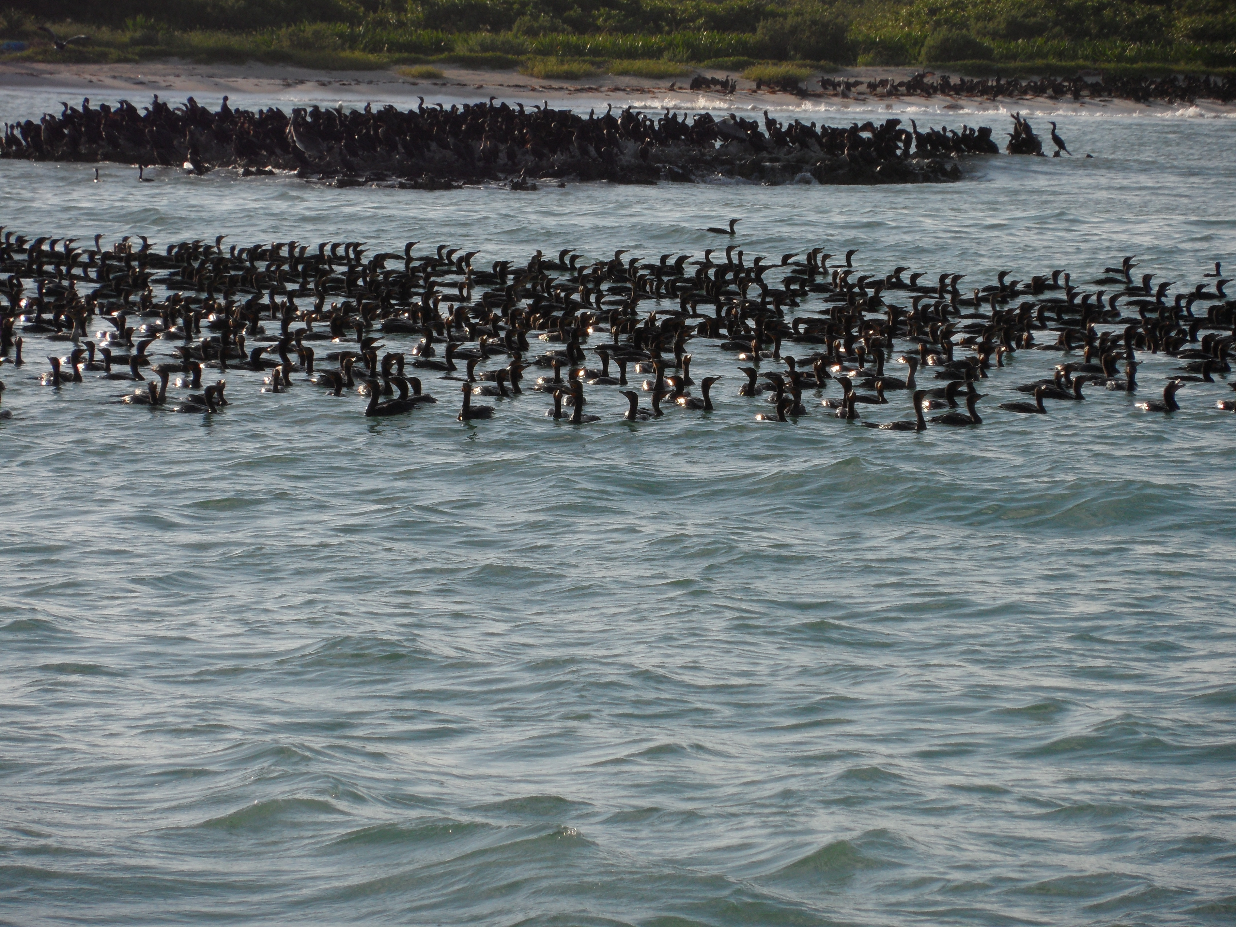 Isla Contoy