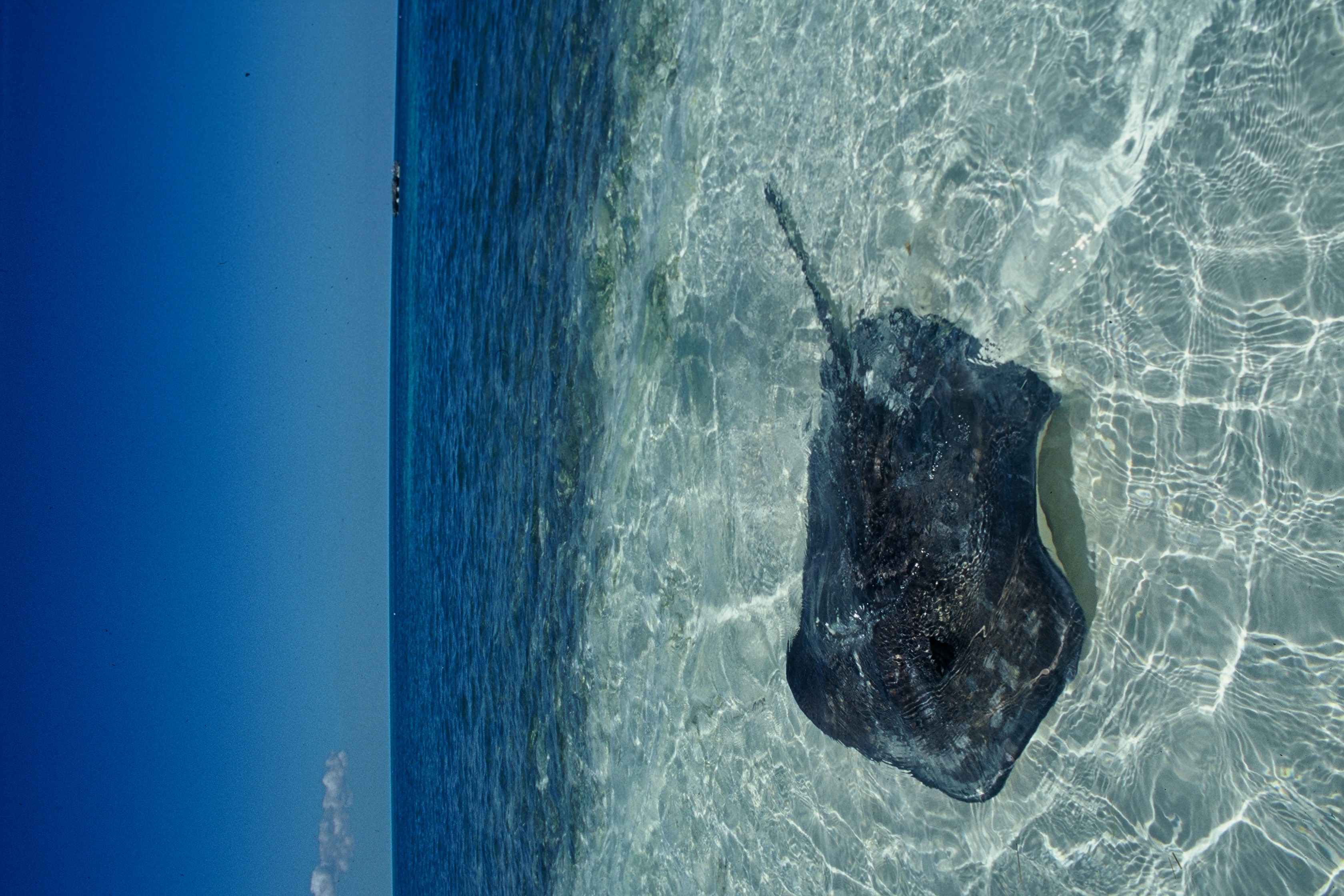 Isla Contoy
