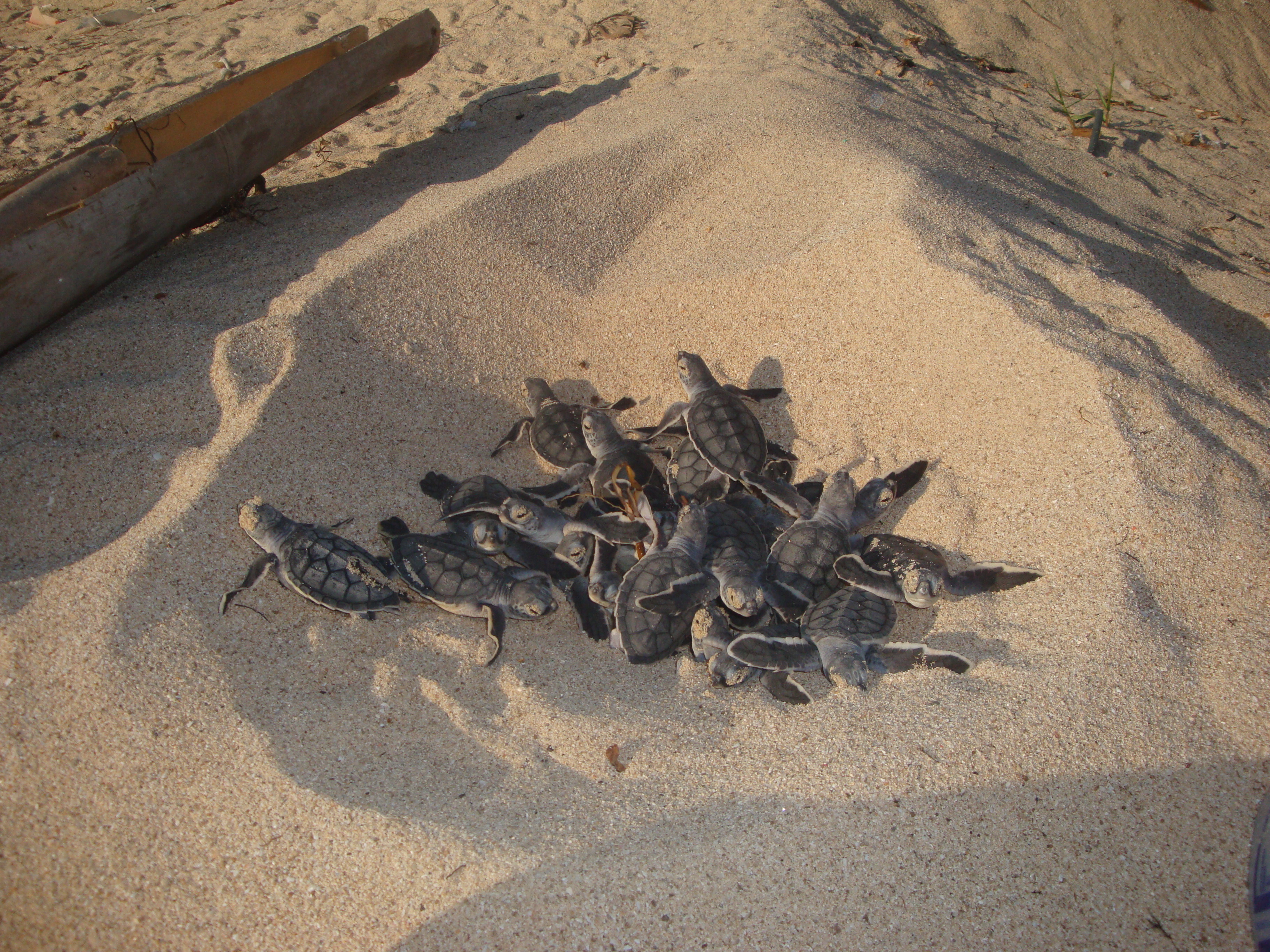 Isla Contoy